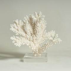 Sculptures en corail à trois branches sur Lucite