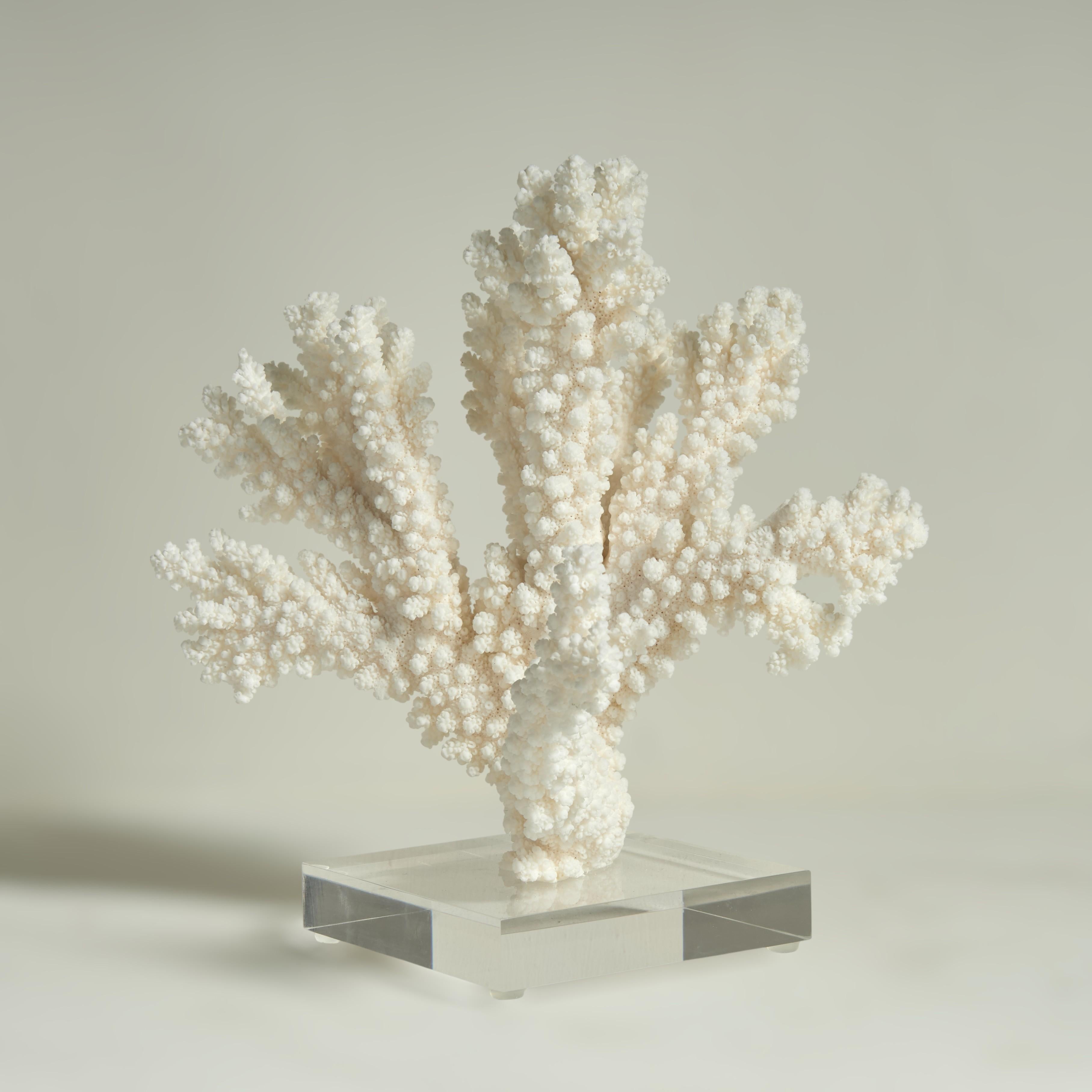 Drei Branch Coral Skulpturen auf Lucite (Moderne der Mitte des Jahrhunderts) im Angebot