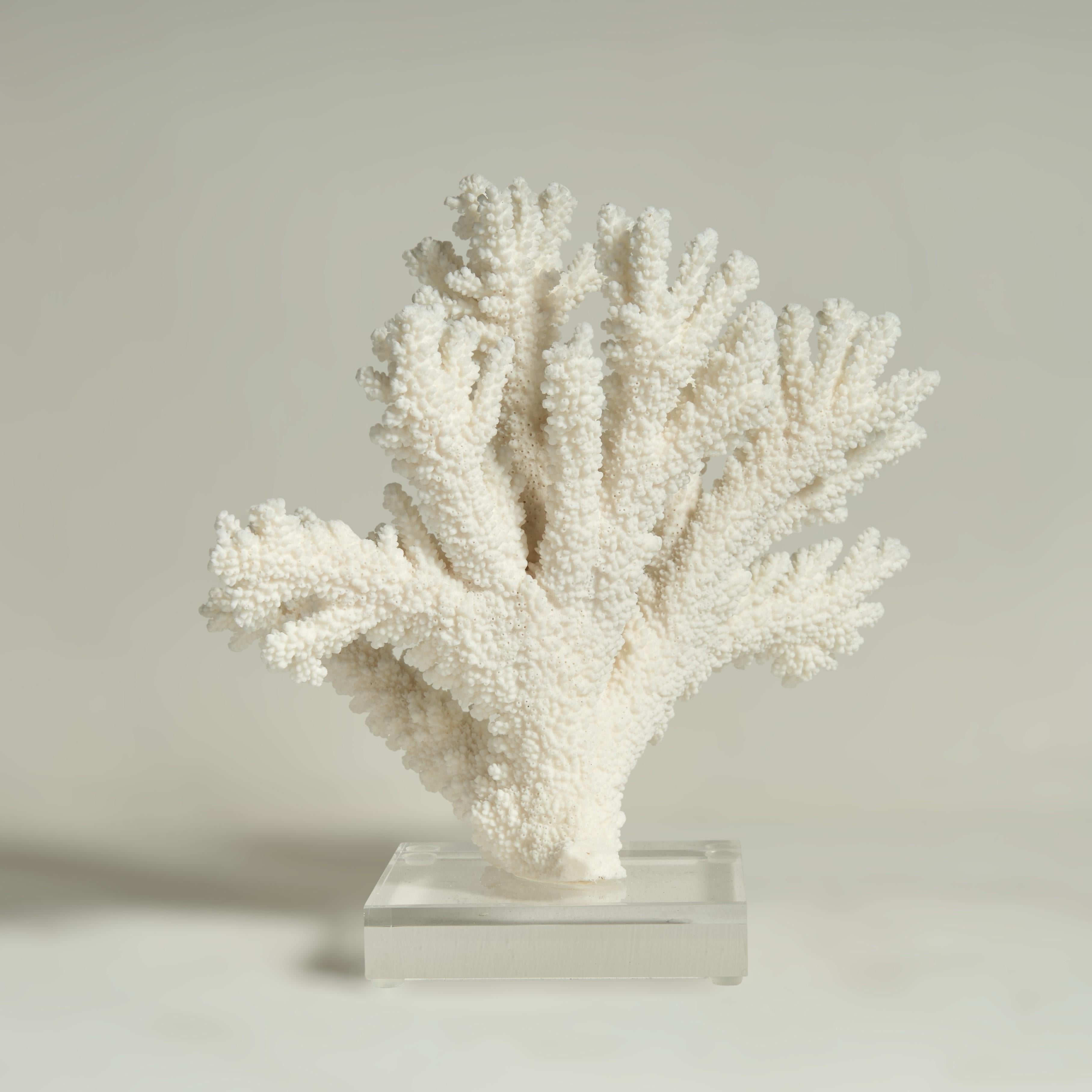 Drei Branch Coral Skulpturen auf Lucite (Salomon-Inseln) im Angebot