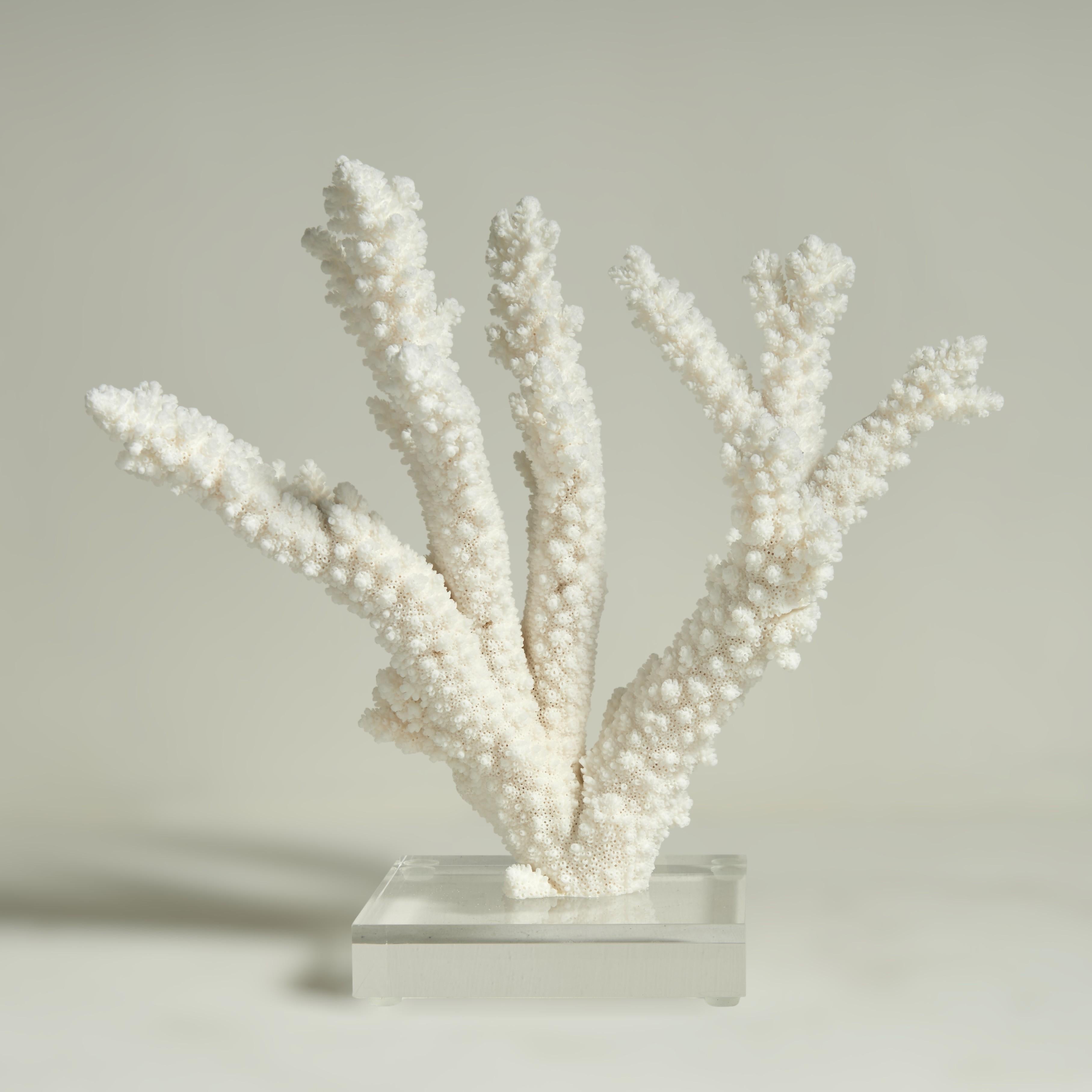 Drei Branch Coral Skulpturen auf Lucite (Handgefertigt) im Angebot