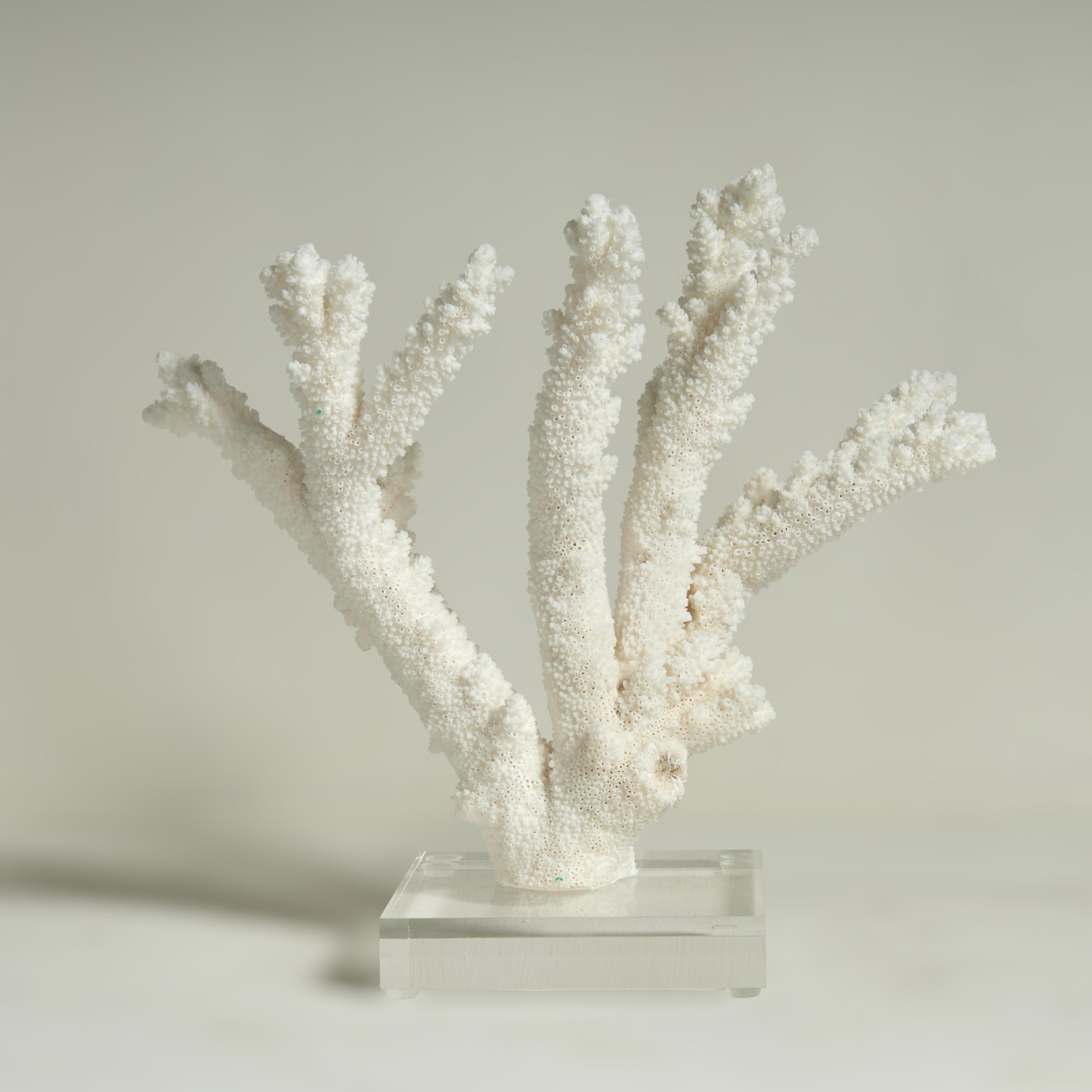Drei Branch Coral Skulpturen auf Lucite (21. Jahrhundert und zeitgenössisch) im Angebot