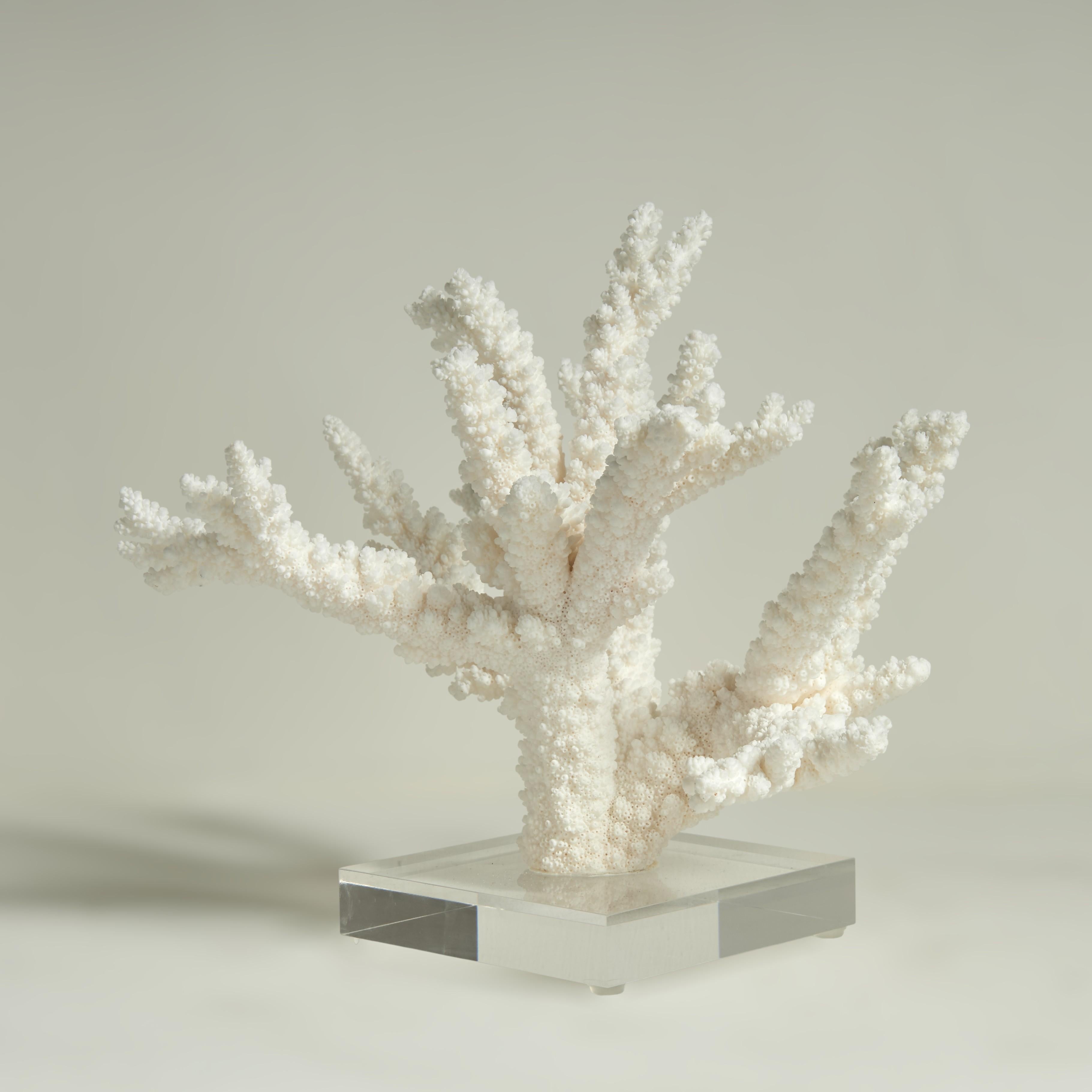Drei Branch Coral Skulpturen auf Lucite im Angebot 1