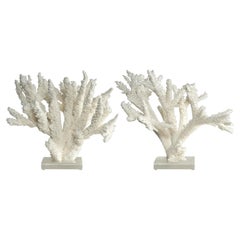 Three Branch Coral Sculptures on Lucite