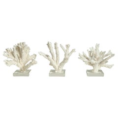 Three Branch Coral Sculptures on Lucite