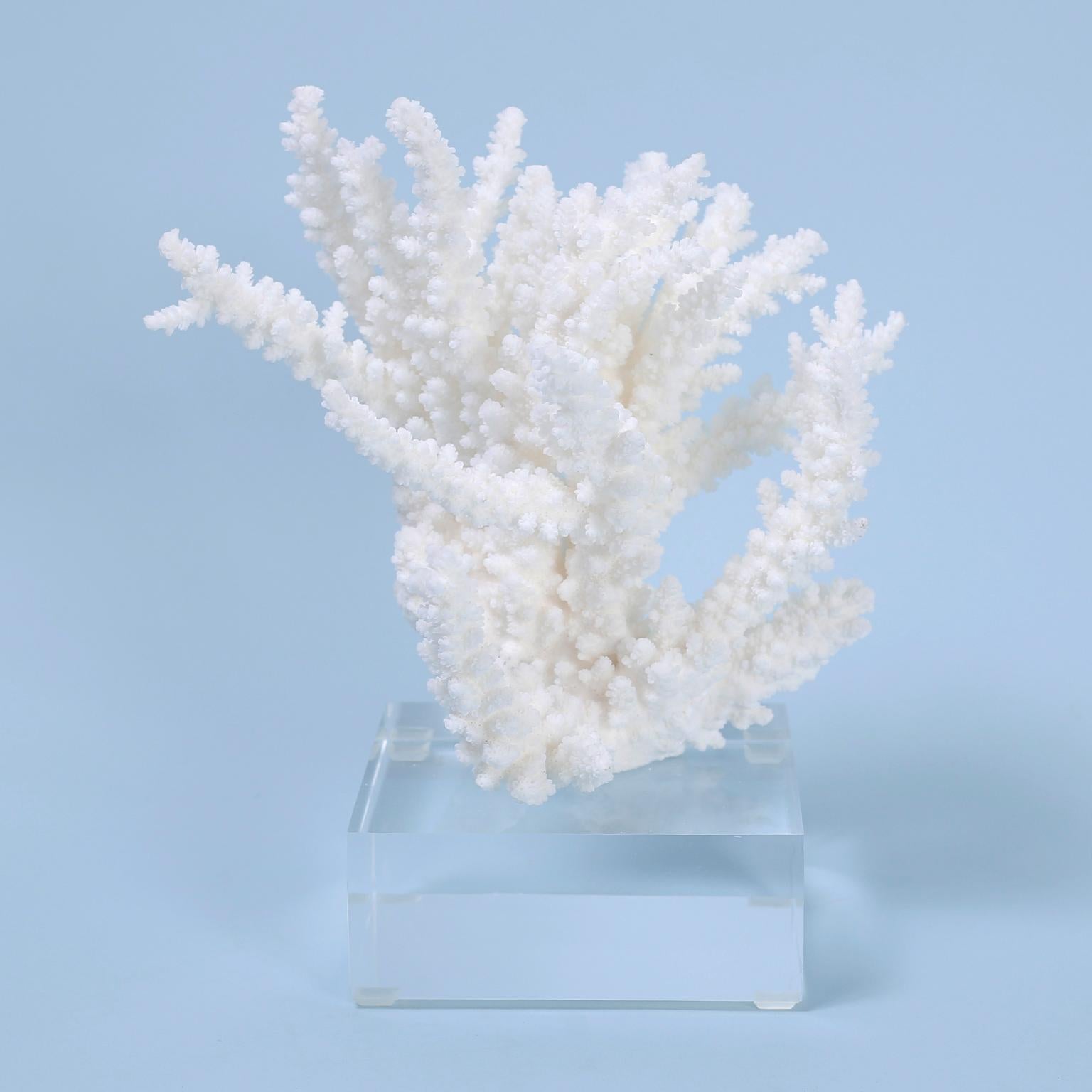 Three pieces of authentic sustainable branch coral specimens each with its own unique sea inspired form, organic texture, and bleached white color. Presented on custom Lucite bases to enhance the sculptural elements. Priced individually.

From