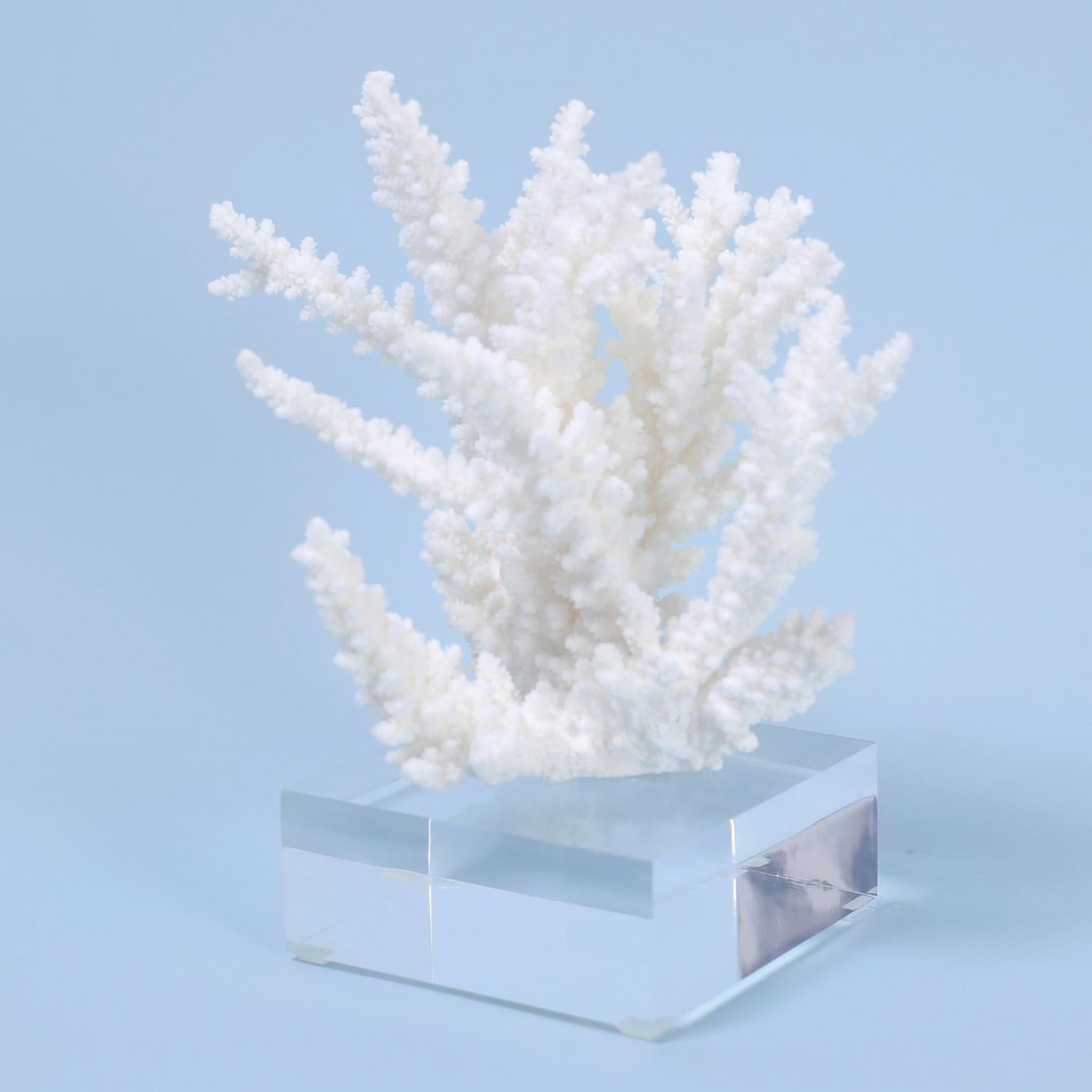 Solomon Islands Three Branch Corals on Lucite, Priced Individually