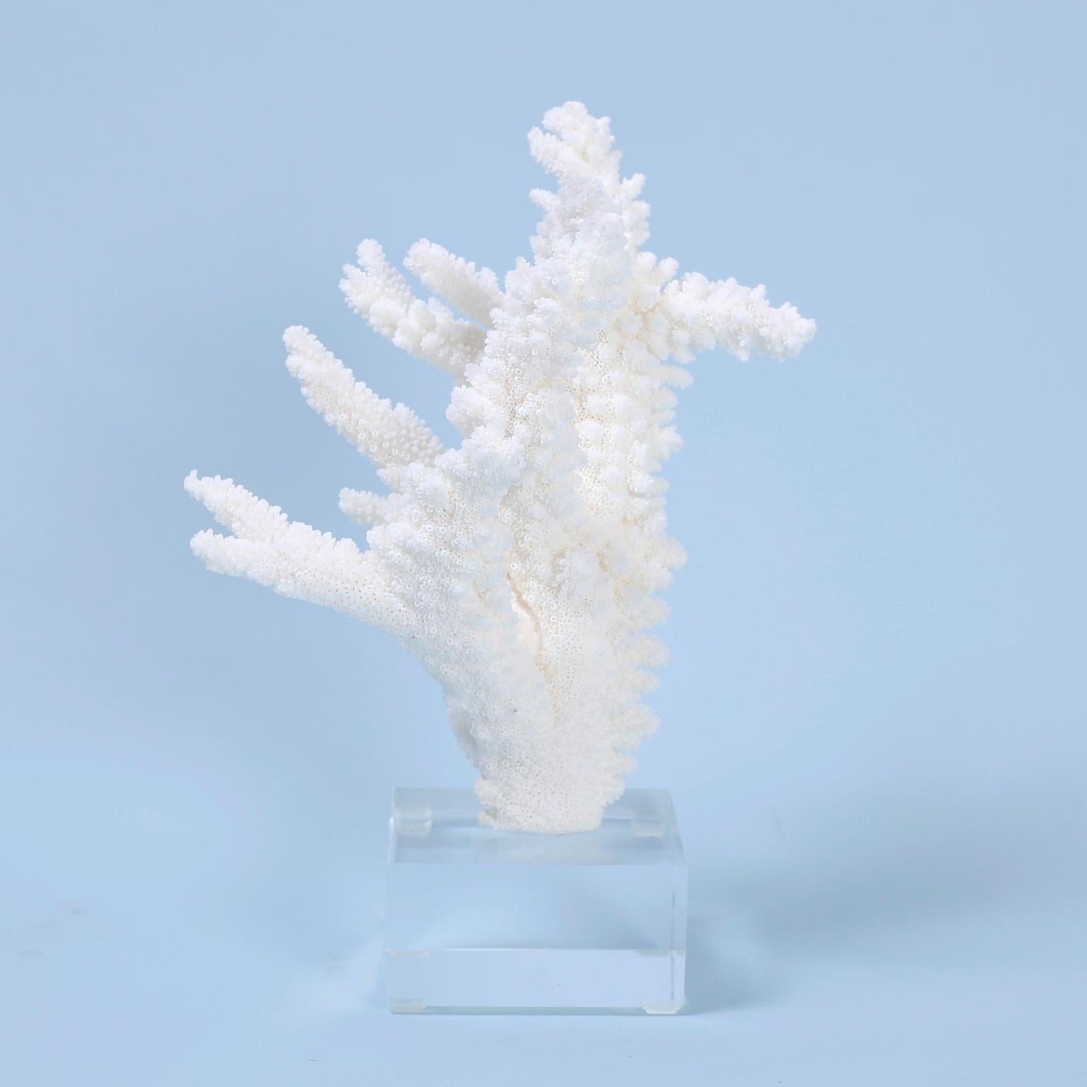 Three Branch Corals on Lucite, Priced Individually In Good Condition In Palm Beach, FL