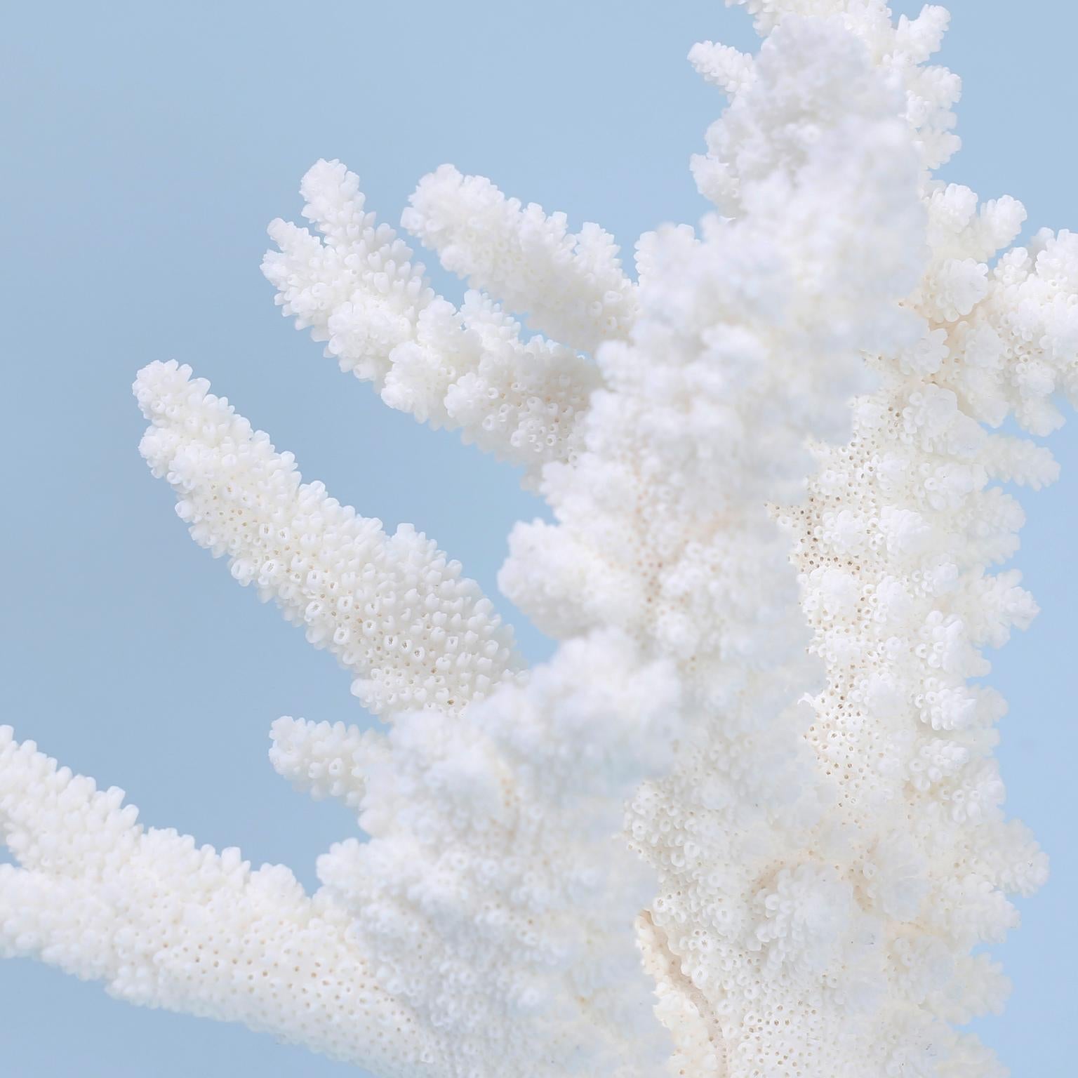 Contemporary Three Branch Corals on Lucite, Priced Individually