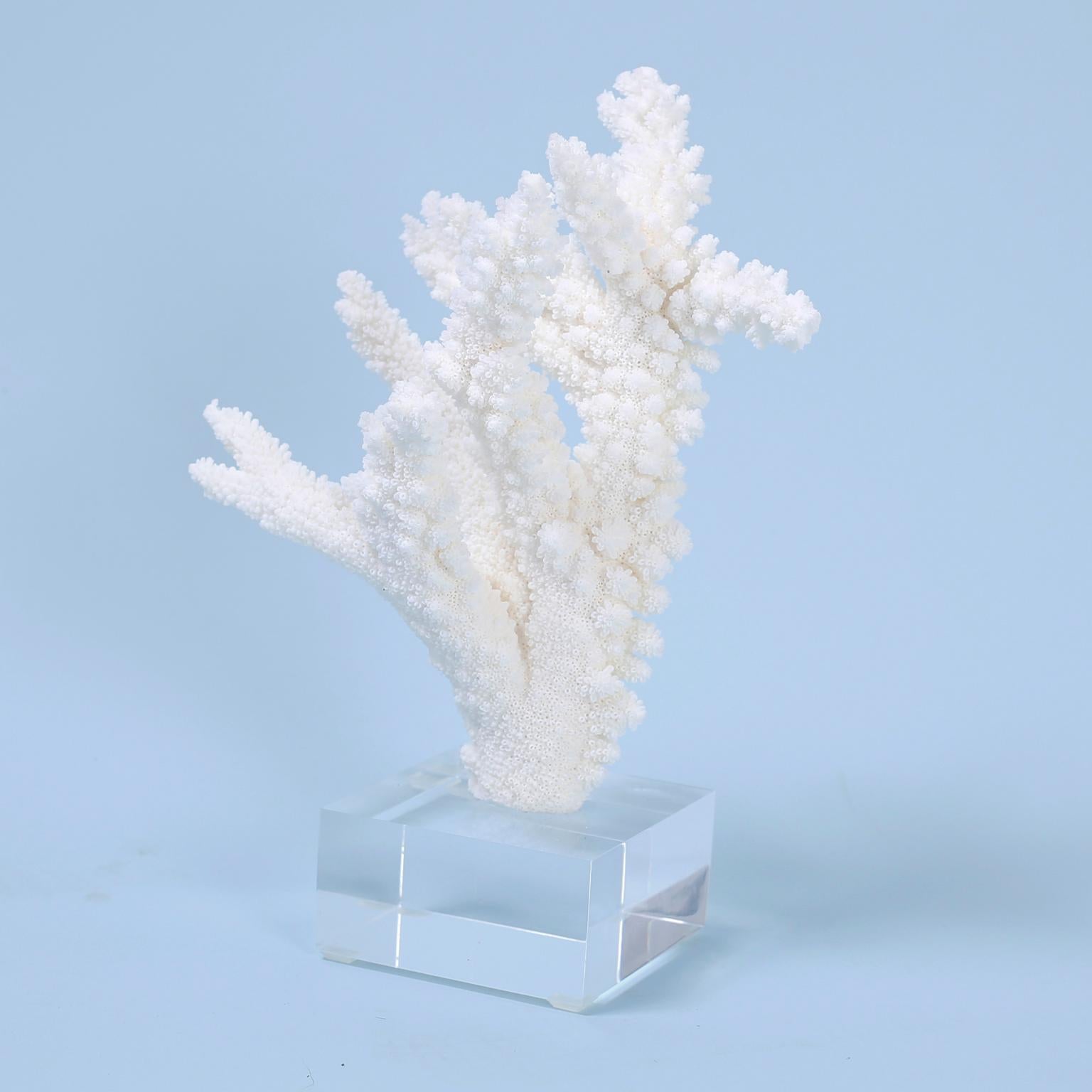 Three Branch Corals on Lucite, Priced Individually 1