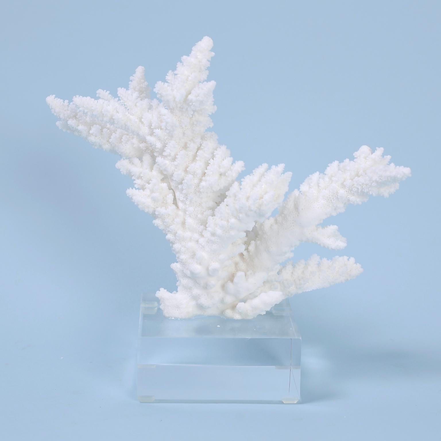 Three Branch Corals on Lucite, Priced Individually 2