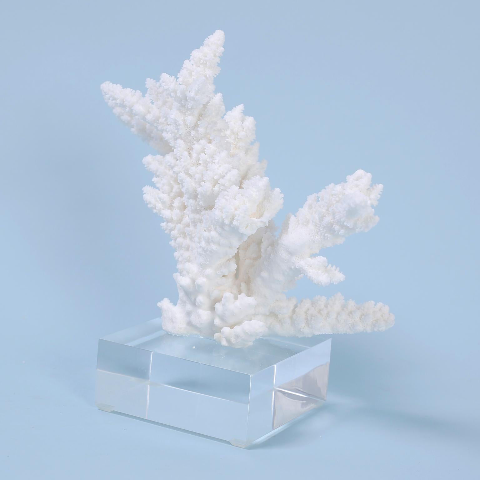 Three Branch Corals on Lucite, Priced Individually 3