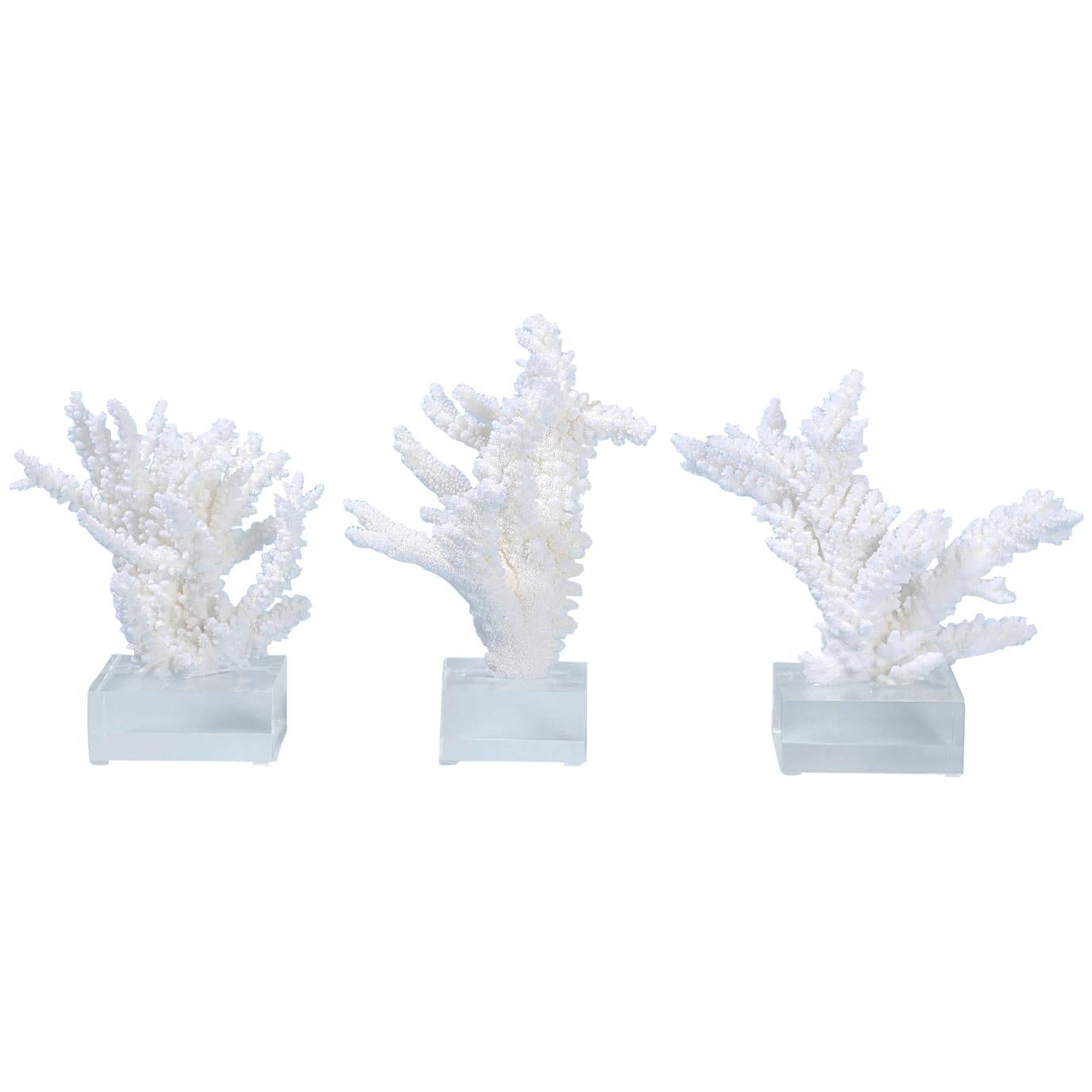 Three Branch Corals on Lucite, Priced Individually