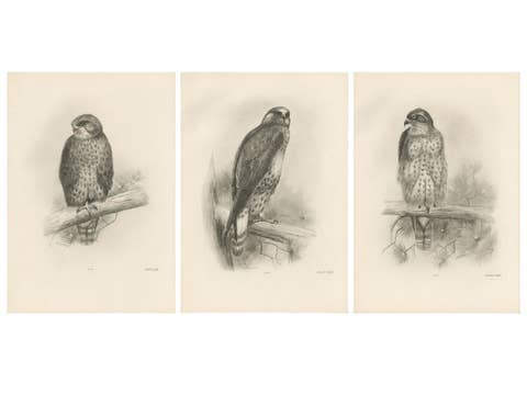 Three British Raptors: Buzzards and Adult Goshawk, 1908