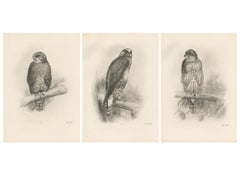 Drei britische Raubvögel: Bussarde und ein ausgewachsener Habicht, 1908