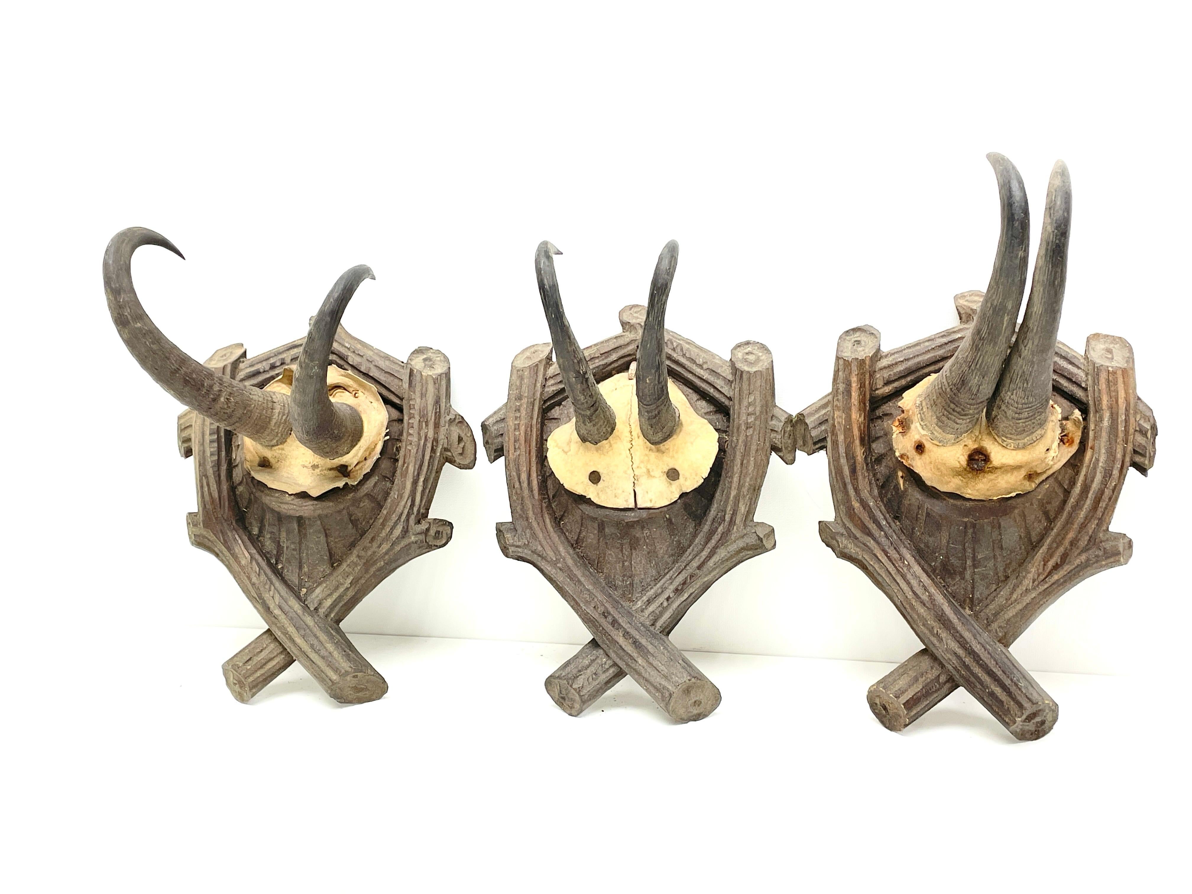 A set of three antique Austrian Alps Chamois antler trophies on hand carved, Black Forest wooden plaques. I think they are from the 1890s or older. Tallest is approximate 10