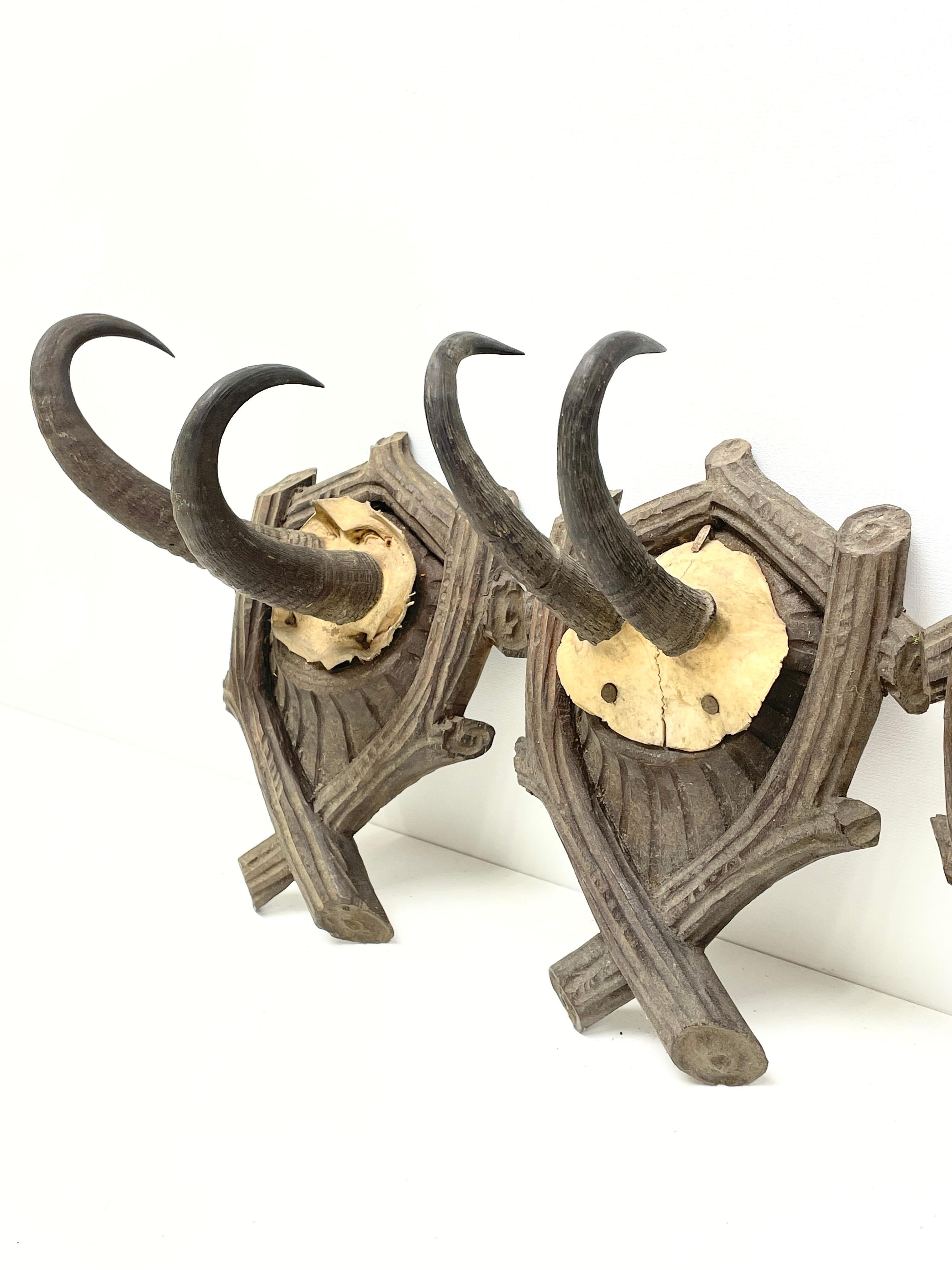 Three Chamois Antler Mount Trophy on Black Forest Carved Wood Plaque Austria In Good Condition For Sale In Nuernberg, DE