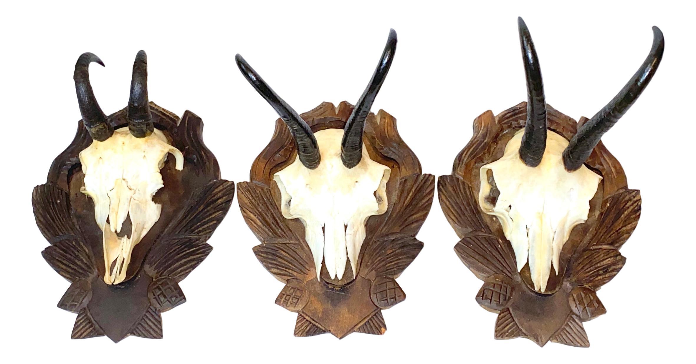 A set of three vintage black forest deer antler trophies on hand carved, Black Forest wooden plaques. I think they are from the 1930s or older. Tallest is approximate 9