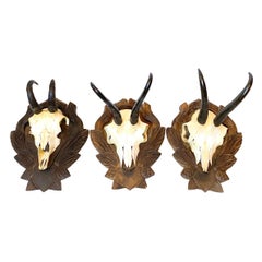 Three Chamois Mounts Trophy on Wood Carved Black Forest Plaque, German, 1930s