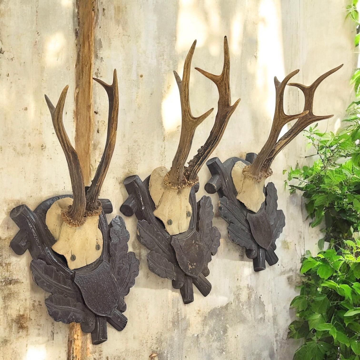 Three Deer Antler Mount Trophy Black Forest on Wood Plaque Austria Folk Art 1930 For Sale 7