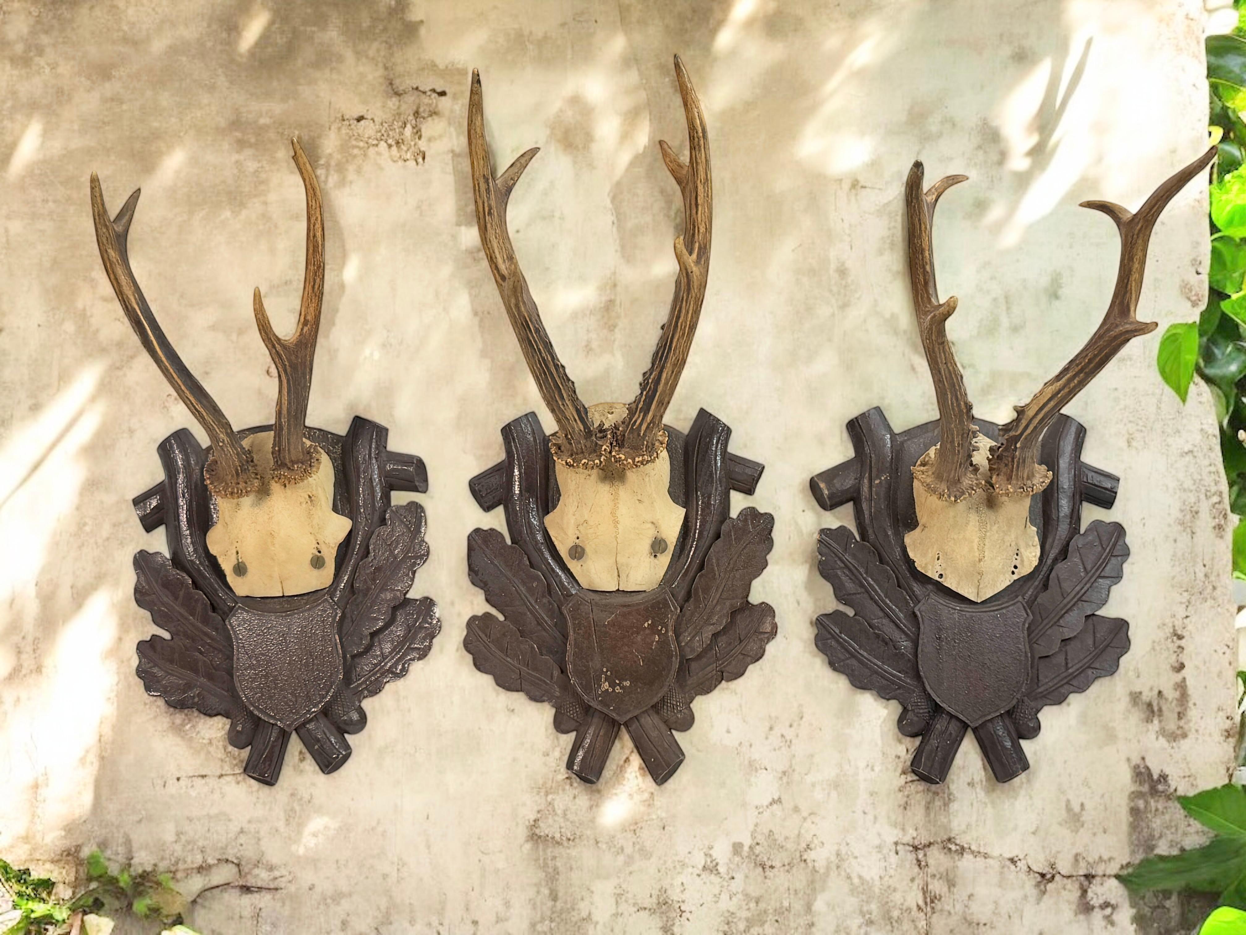 Austrian Three Deer Antler Mount Trophy Black Forest on Wood Plaque Austria Folk Art 1930 For Sale