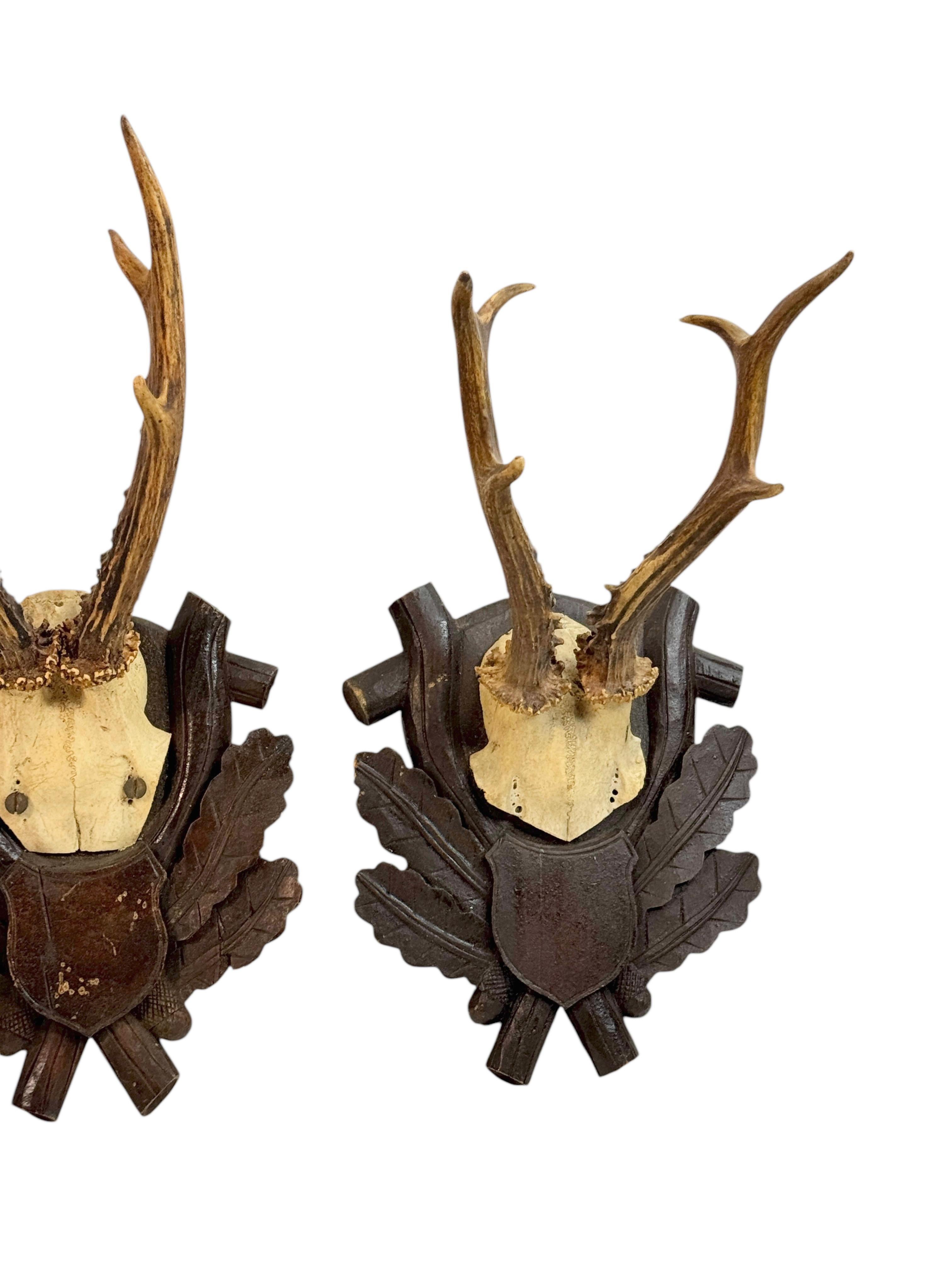 Three Deer Antler Mount Trophy Black Forest on Wood Plaque Austria Folk Art 1930 For Sale 3