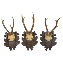 Wood Taxidermy