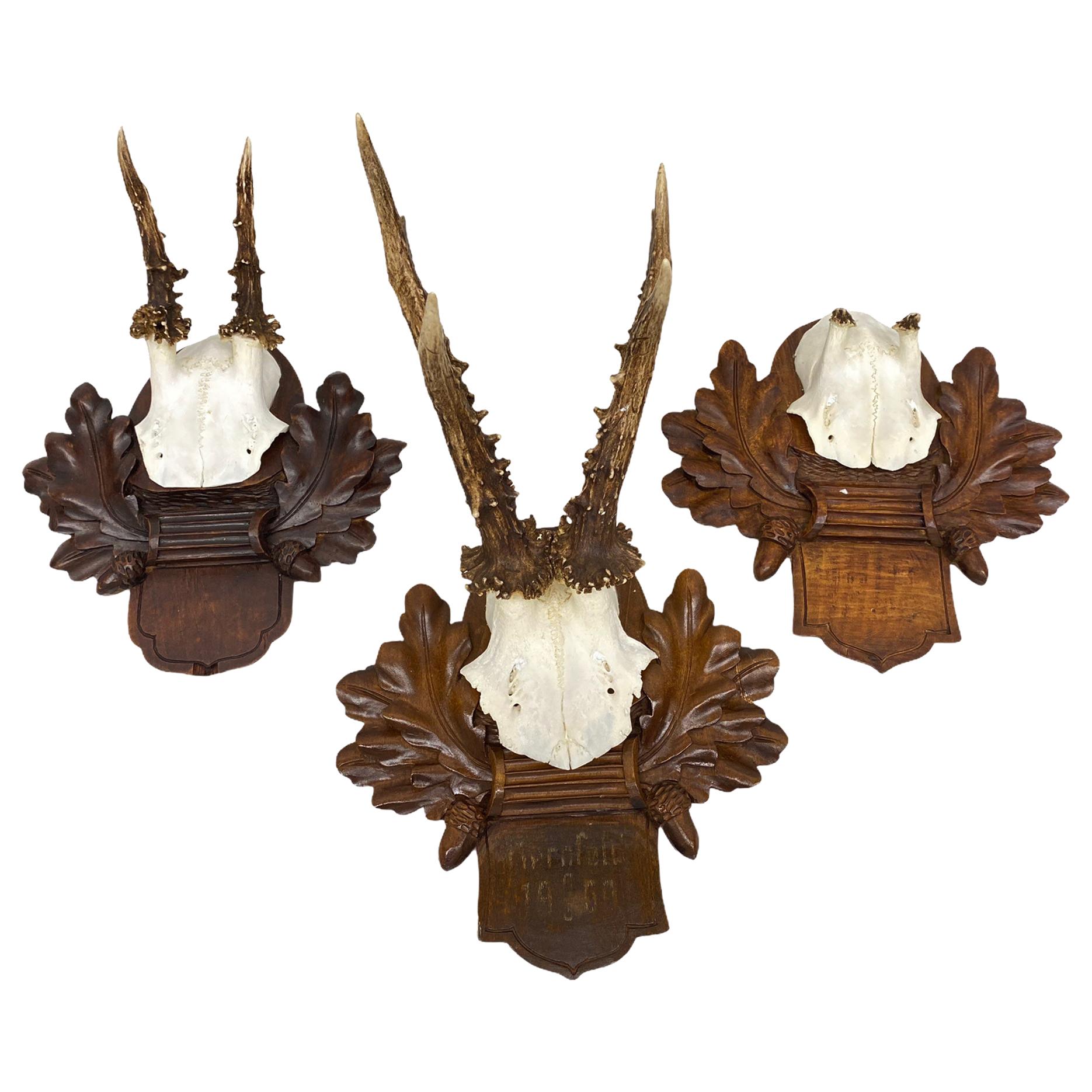 Three Deer Antler Mount Trophy on Black Forest Carved Wood Plaque from Austria