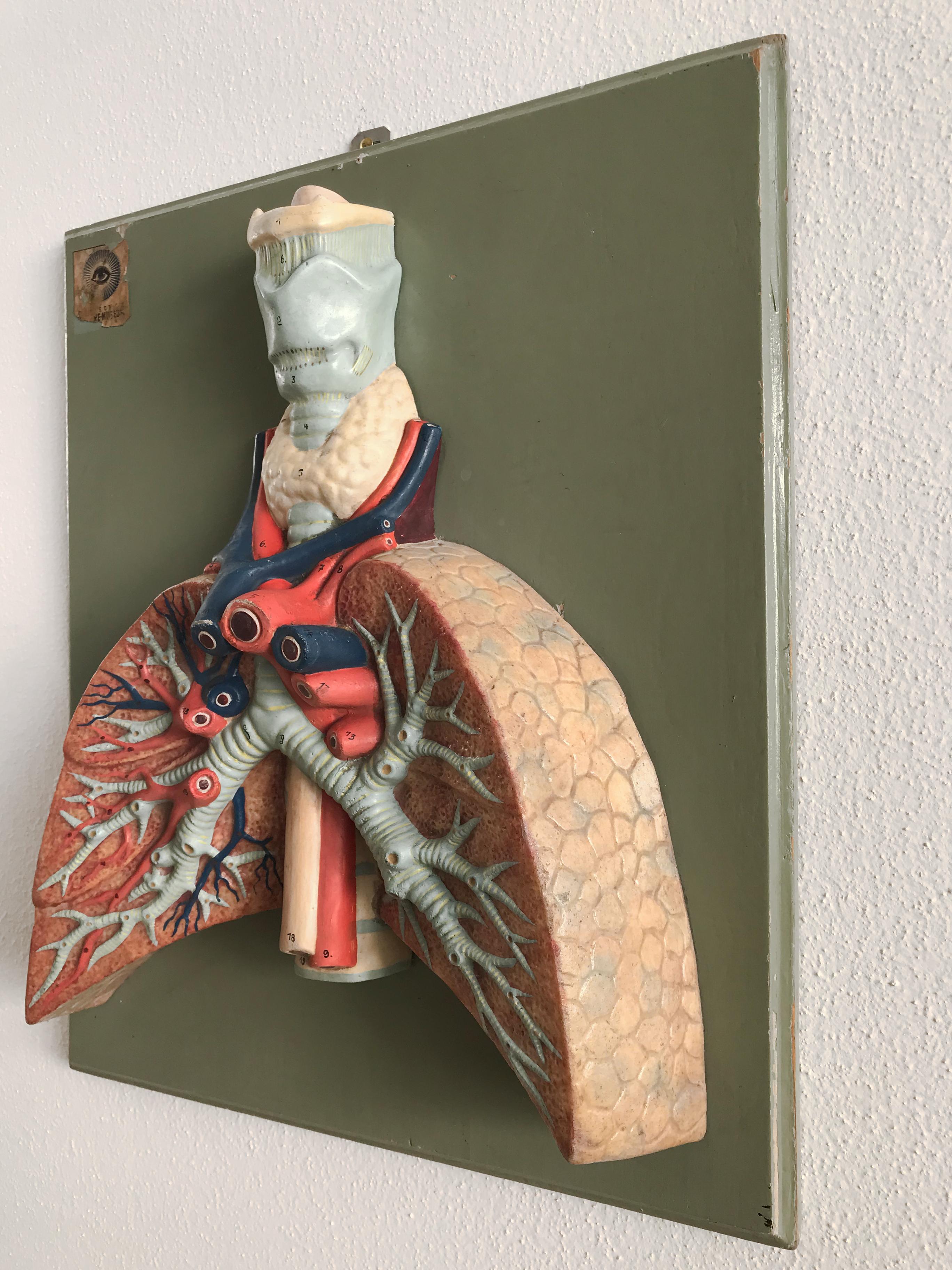 Midcentury three-dimensional anatomical plaster painting representing human respiratory system, provenance Hygiene Museum Dresden with museum sticker label, Germany 1950s
Please note that the item is original of the period and this shows normal