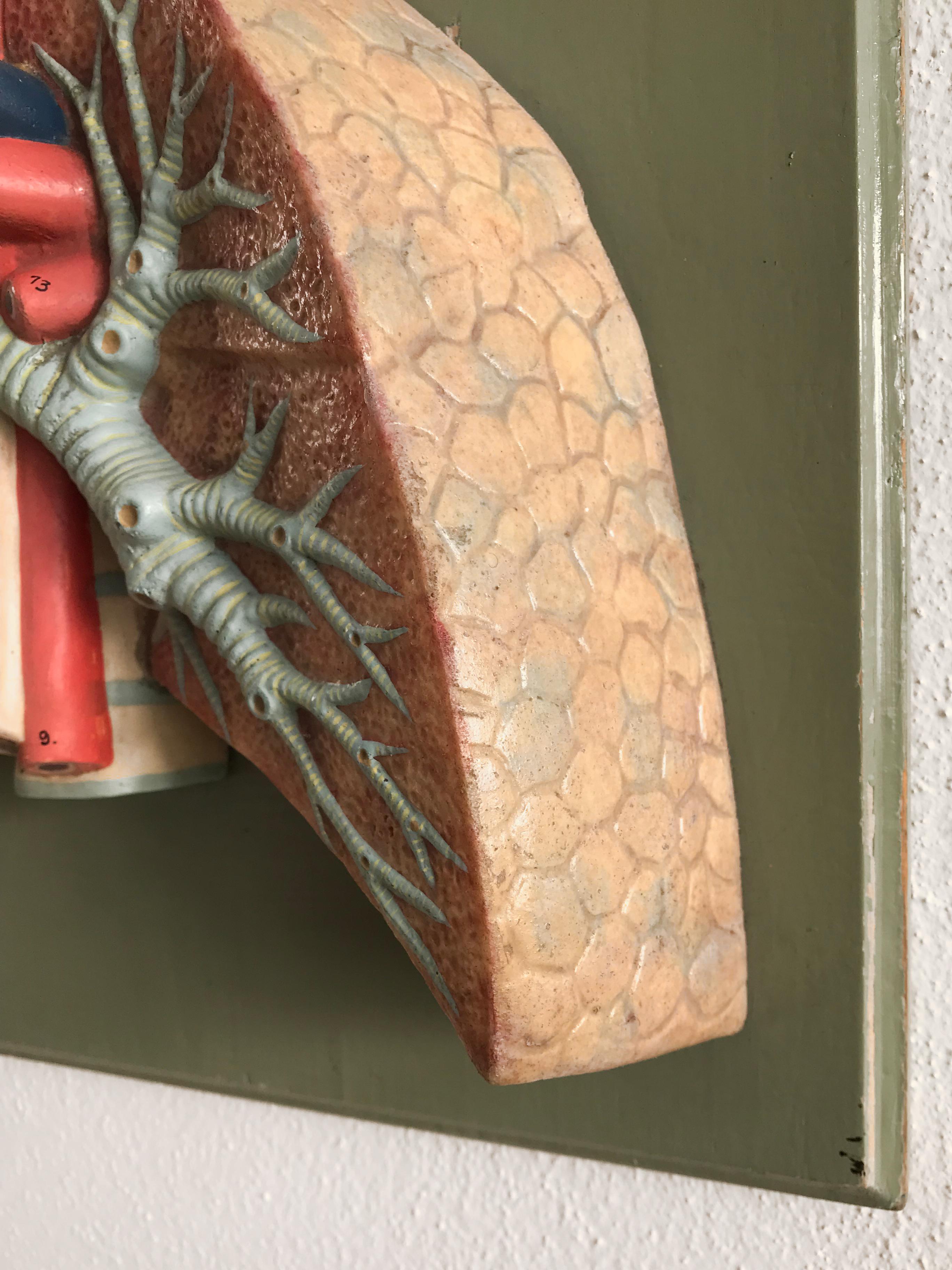 Mid-20th Century Three-Dimensional Anatomical Midcentury Wall Plaster Sculpture, Germany, 1950s For Sale