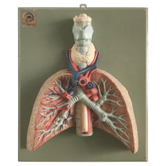 Scultura anatomica tridimensionale in gesso da parete del Medioevo, Germania, anni '50