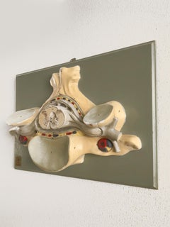 Three-Dimensional Midcentury Anatomical Wall Plaster Sculpture, Germany, 1950s
