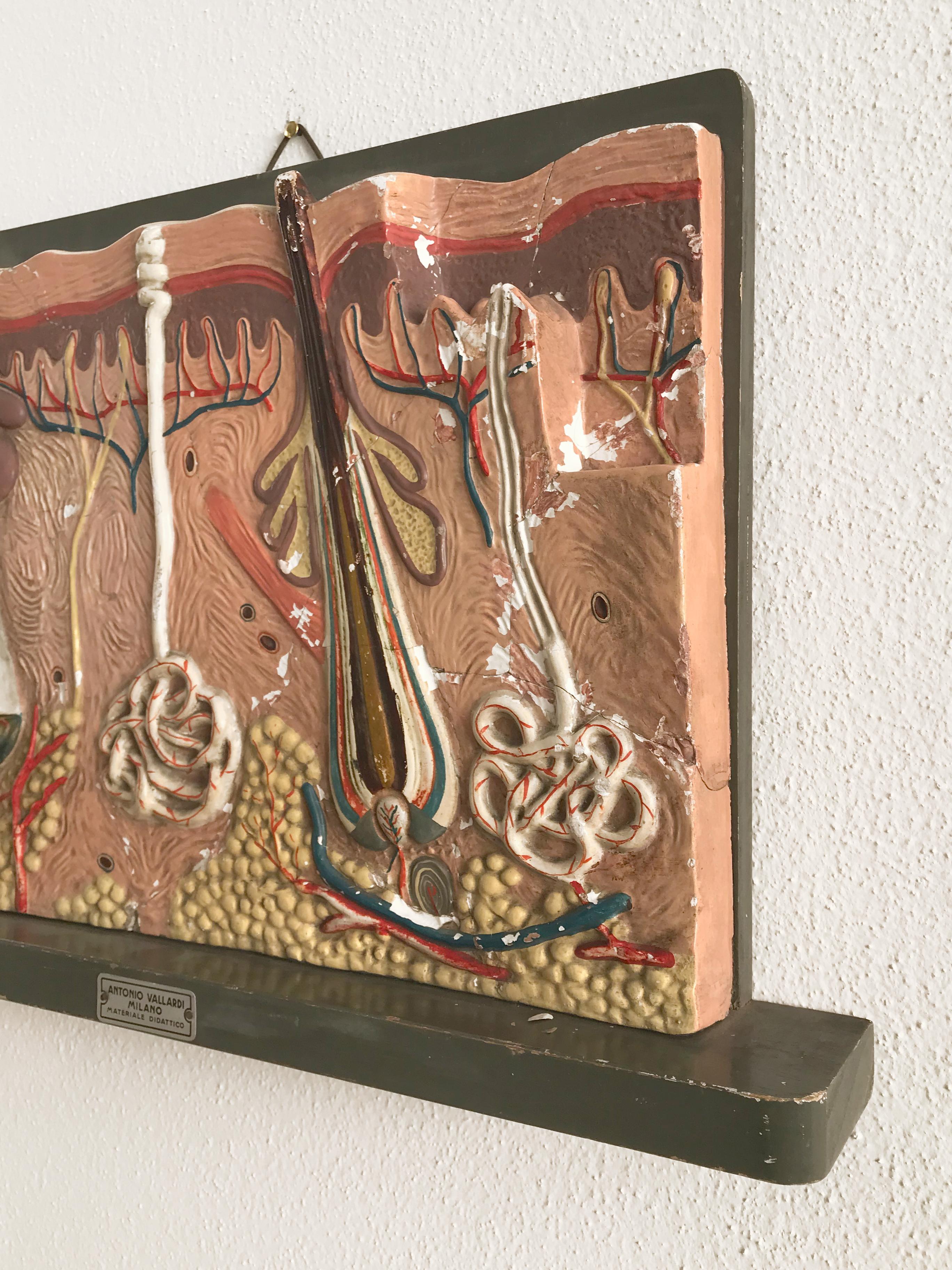 Italian midcentury three-dimensional didactic anatomical panel in plaster with Antonio Vallardi Milano label, Italy 1950s

Please note that the item is original of the period and this shows normal signs of age and use.