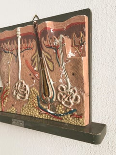 Three-Dimensional Midcentury Italian Wall Plaster Didactic Anatomical, 1950s