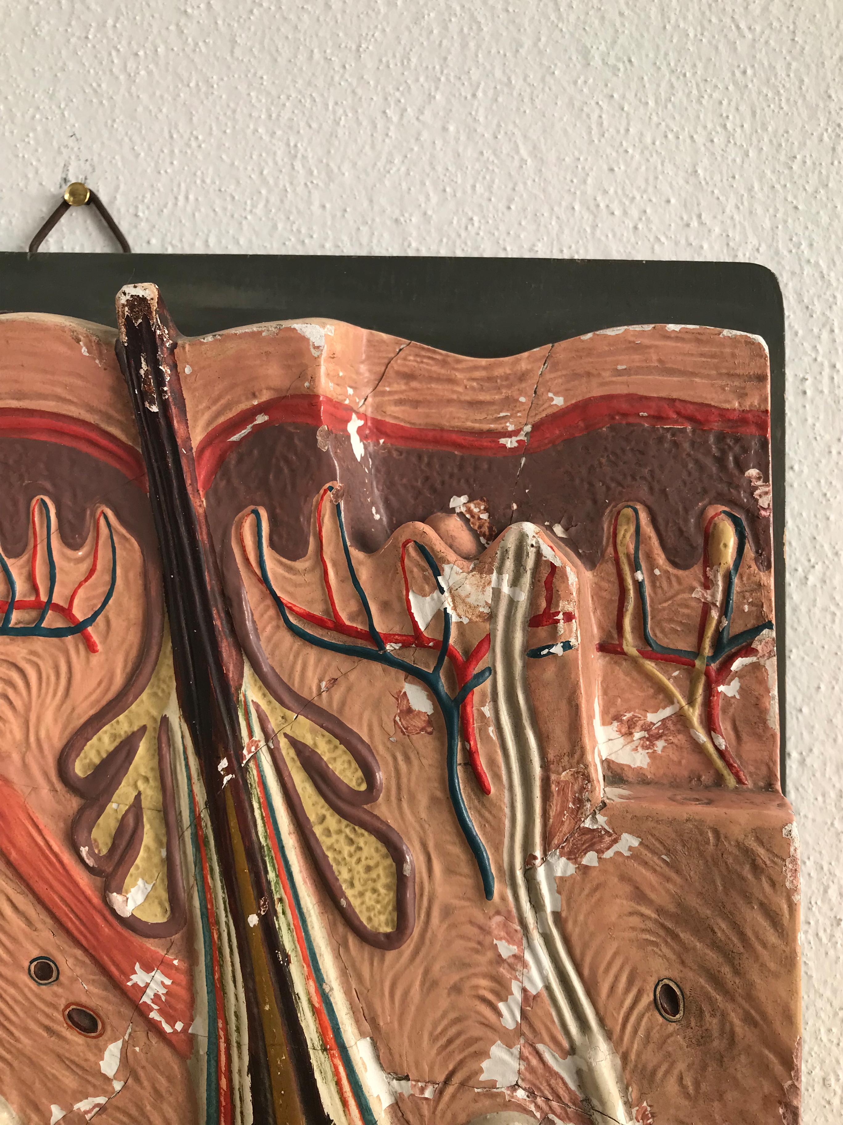 Dreidimensionale italienische Wandskulptur aus Gips aus der Mitte des Jahrhunderts, Anatomisch, 1950er Jahre (Italienisch) im Angebot