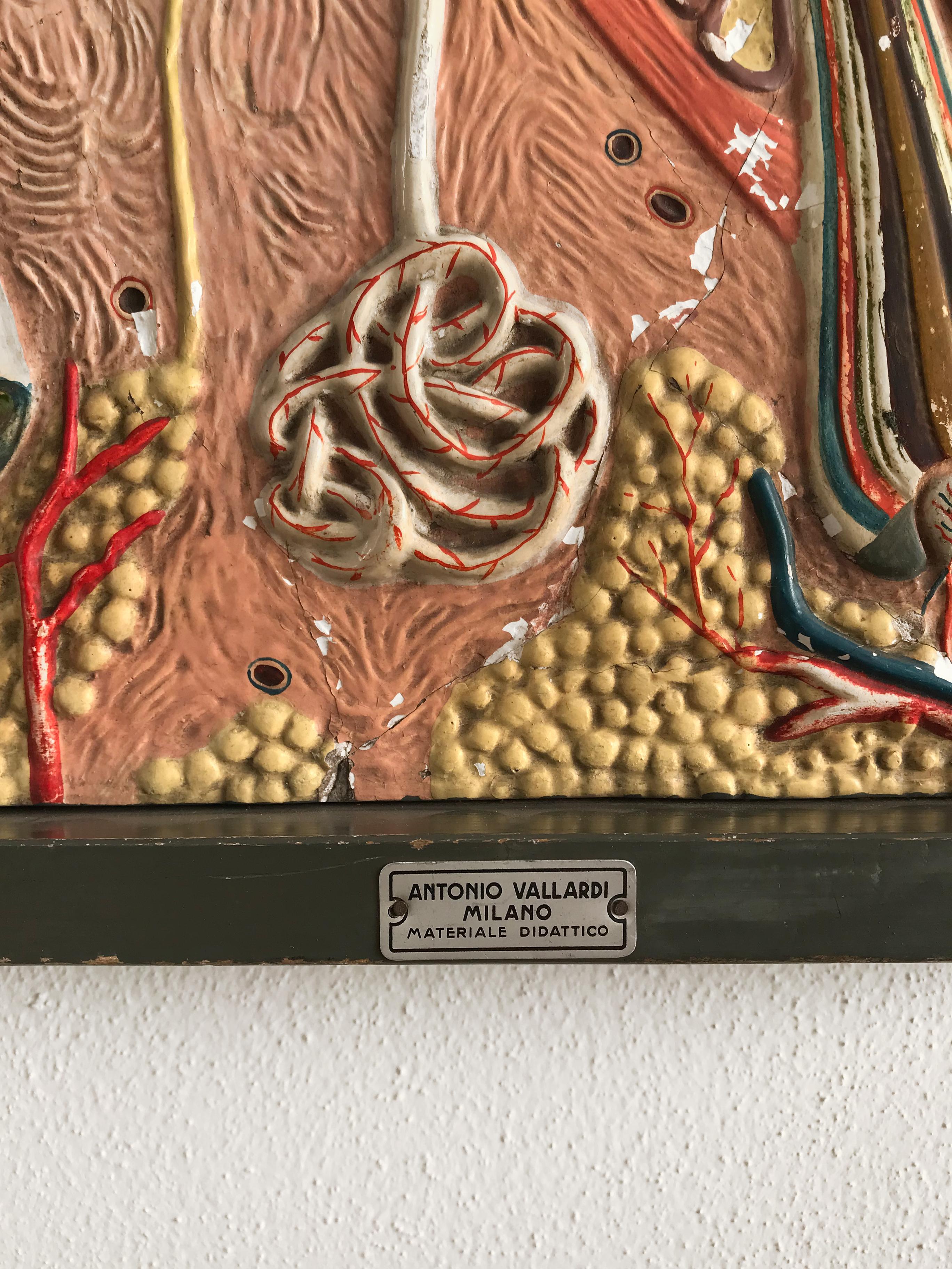 Three-Dimensional Midcentury Italian Wall Plaster Didactic Anatomical, 1950s In Good Condition For Sale In Reggio Emilia, IT