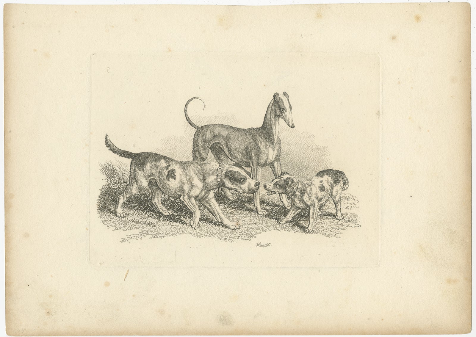 Trois chiens - Gravure ancienne de Samuel Howitt tirée de 'Miscellaneous Etchings', 1812

Cette charmante gravure du début du XIXe siècle de Samuel Howitt (1756-1822) représente trois chiens dans un moment d'interaction alerte. Au centre, un grand