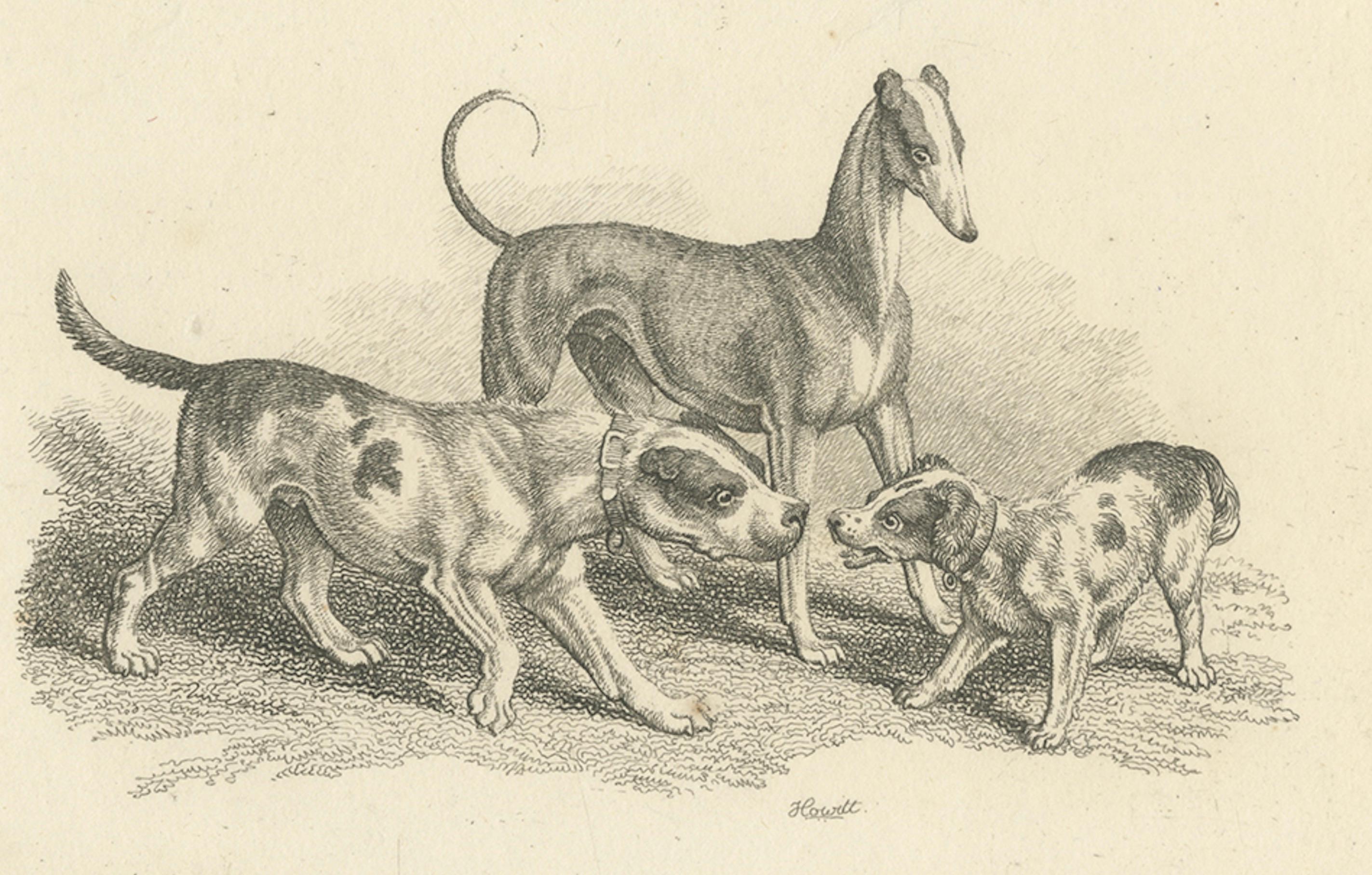 Trois chiens - Gravure ancienne de Samuel Howitt tirée de Miscellaneous Etchings, 1812 en vente 2