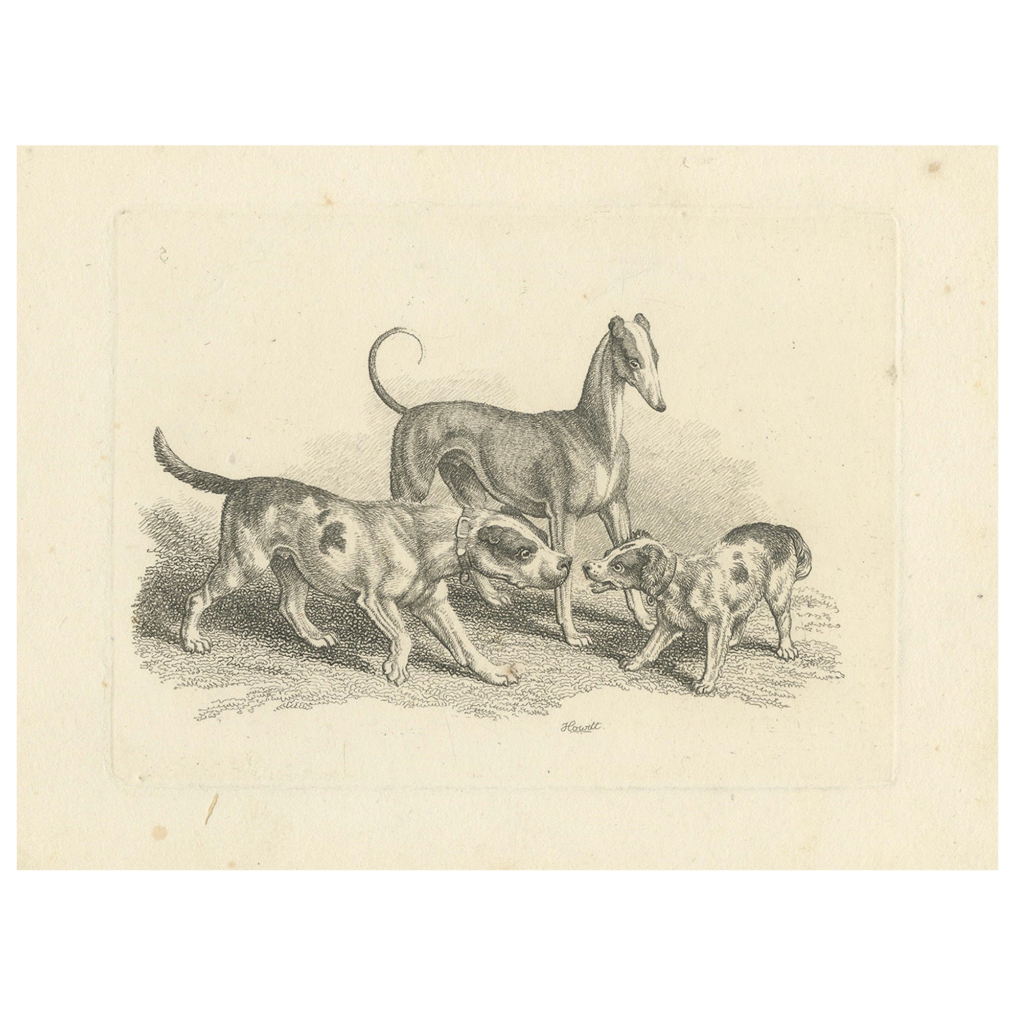 Trois chiens - Gravure ancienne de Samuel Howitt tirée de Miscellaneous Etchings, 1812
