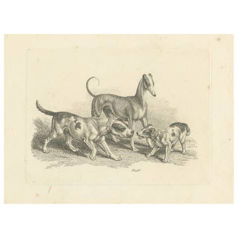 Three Dogs – Antique Etching by Samuel Howitt from Miscellaneous Etchings, 1812