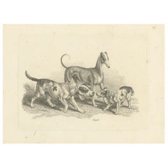 Trois chiens - Gravure ancienne de Samuel Howitt tirée de Miscellaneous Etchings, 1812