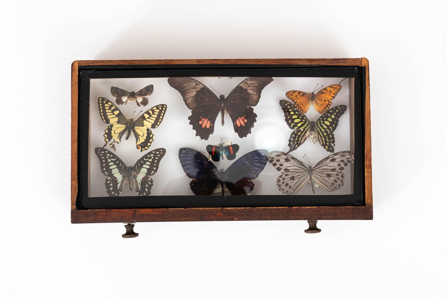19th Century Three-Drawer Butterfly Cabinet