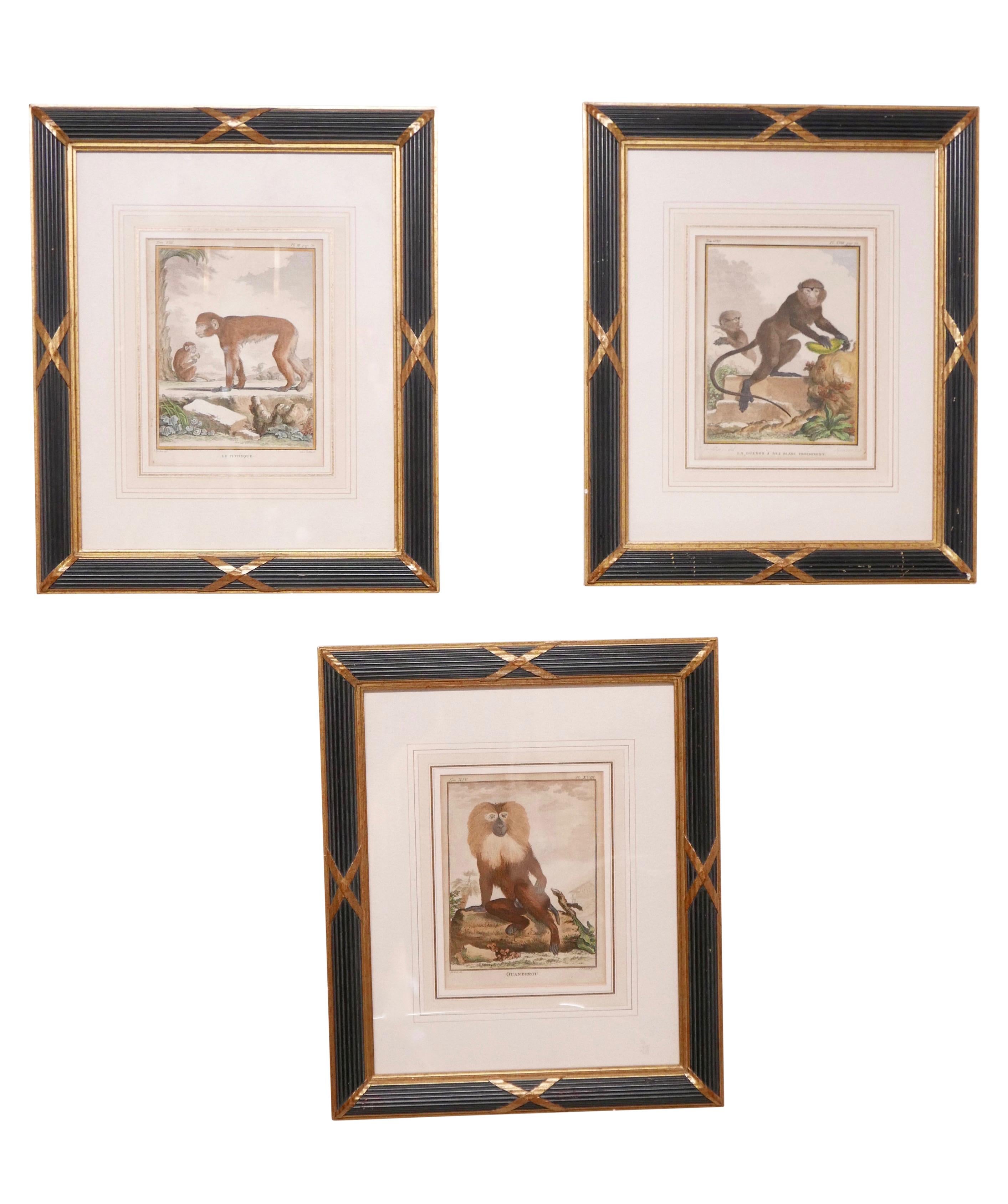 Three Framed Antique Hand Colored Monkey Engravings - Early 19th Century 4