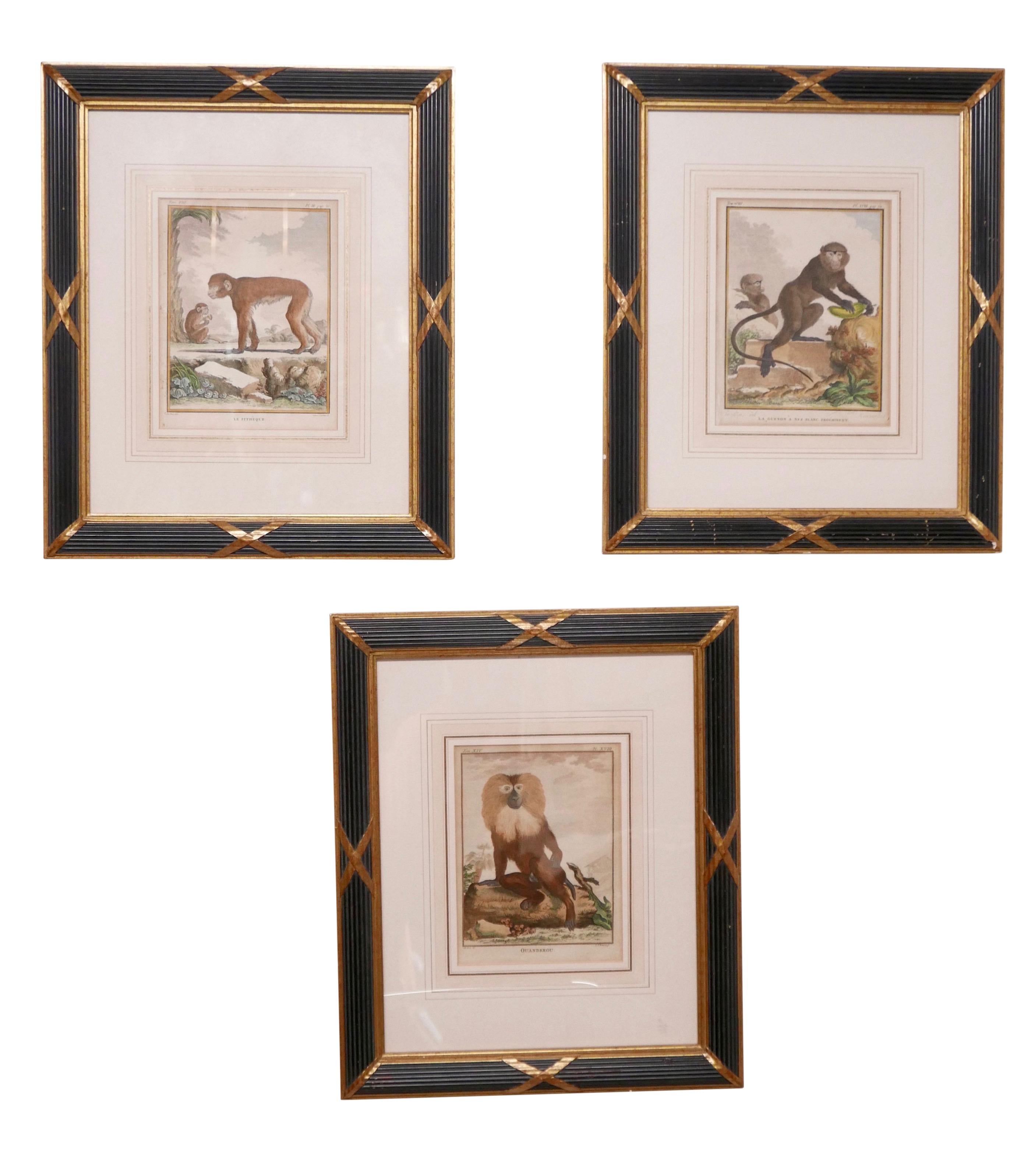 Set of three French early 19th century engravings of Monkey's. 
Hand colored and tinted, mounted and framed in custom black and gilt frames.