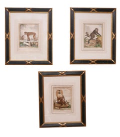Three Framed Antique Hand Colored Monkey Engravings - Early 19th Century