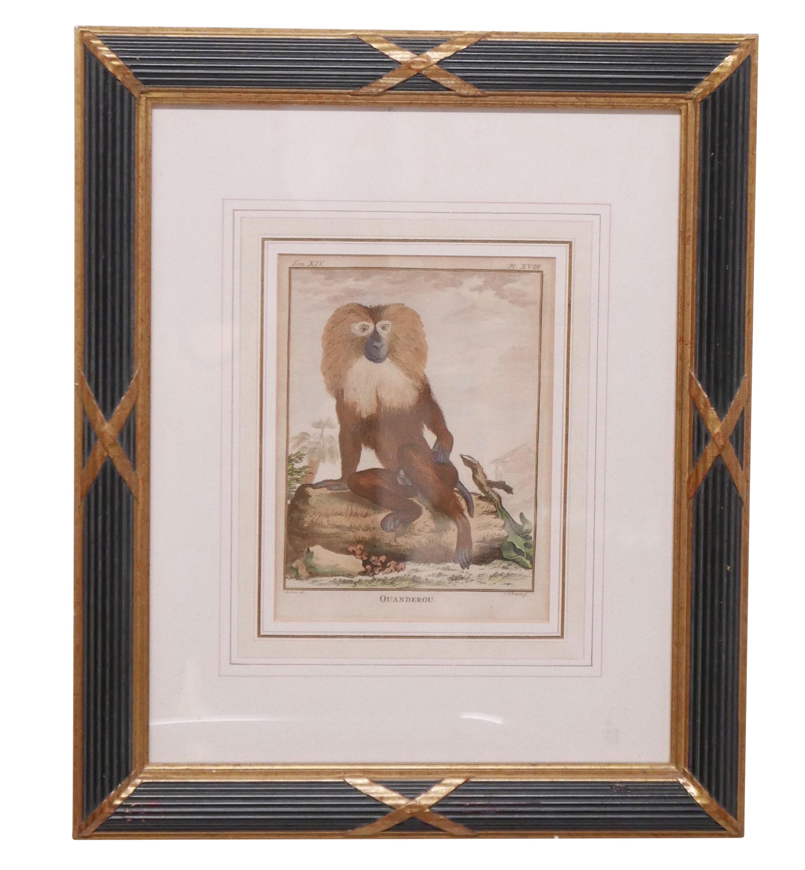 French Three Framed Antique Hand Colored Monkey Engravings - Early 19th Century