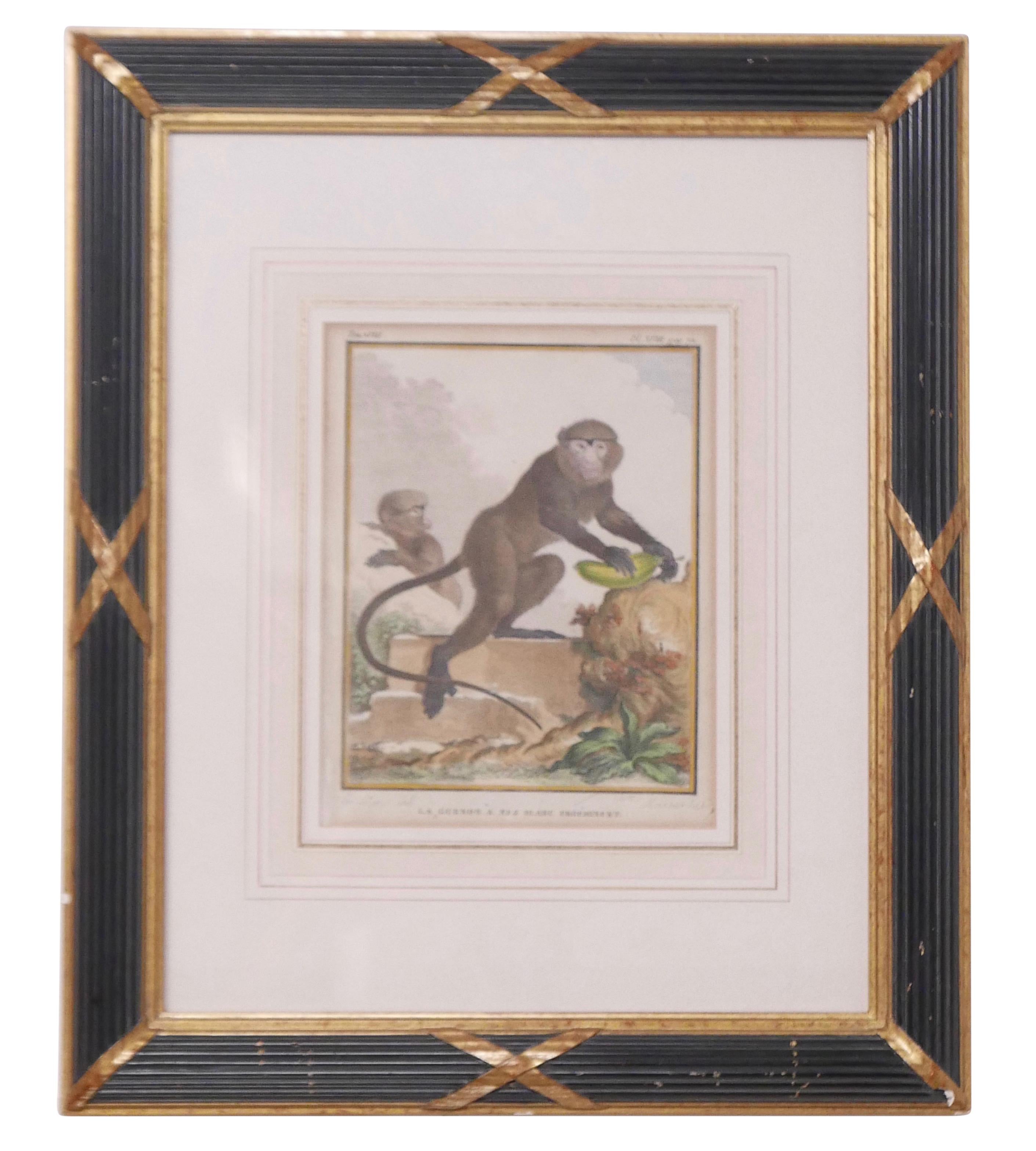 Engraved Three Framed Antique Hand Colored Monkey Engravings - Early 19th Century