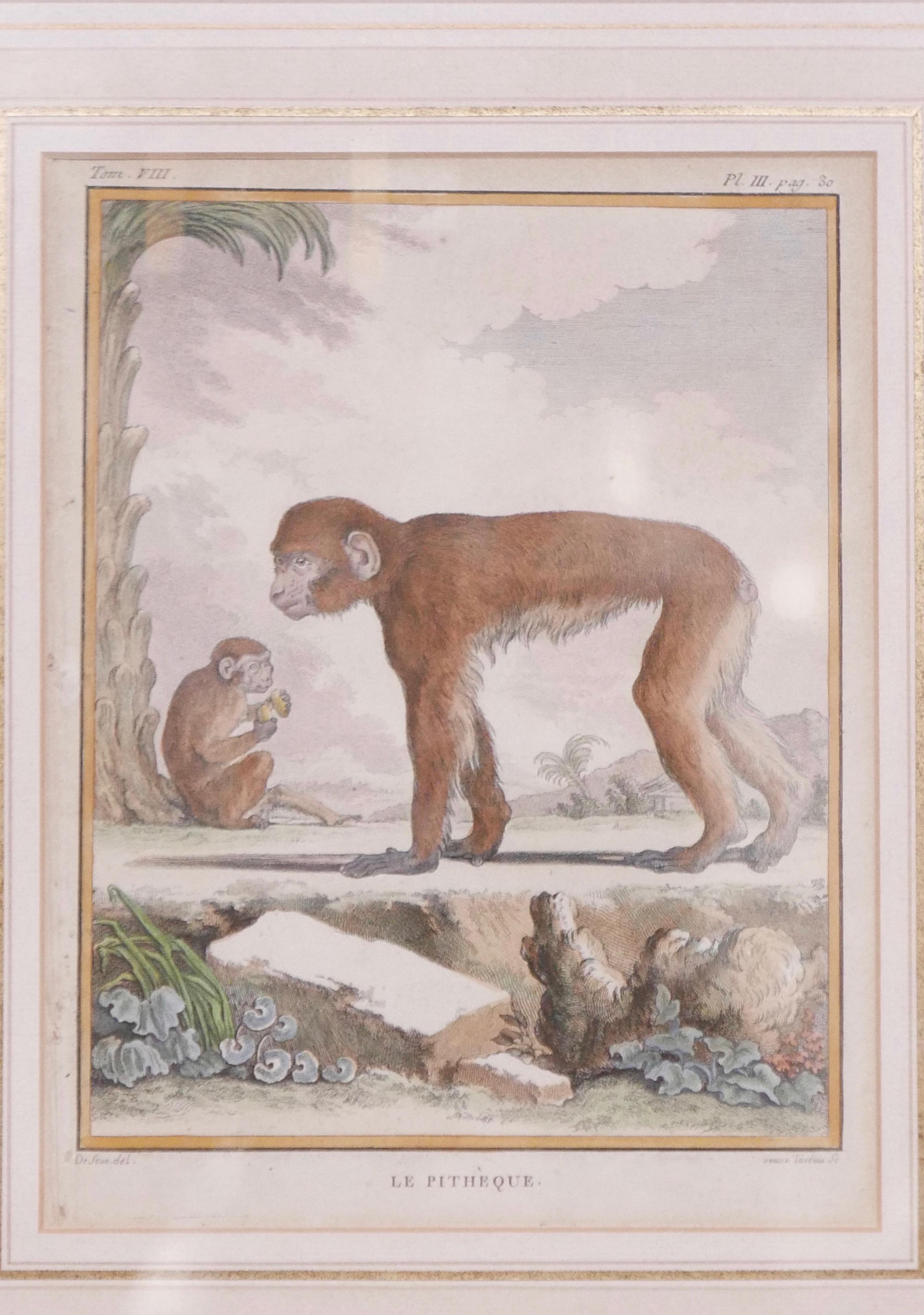 Three Framed Antique Hand Colored Monkey Engravings - Early 19th Century In Good Condition In San Francisco, CA