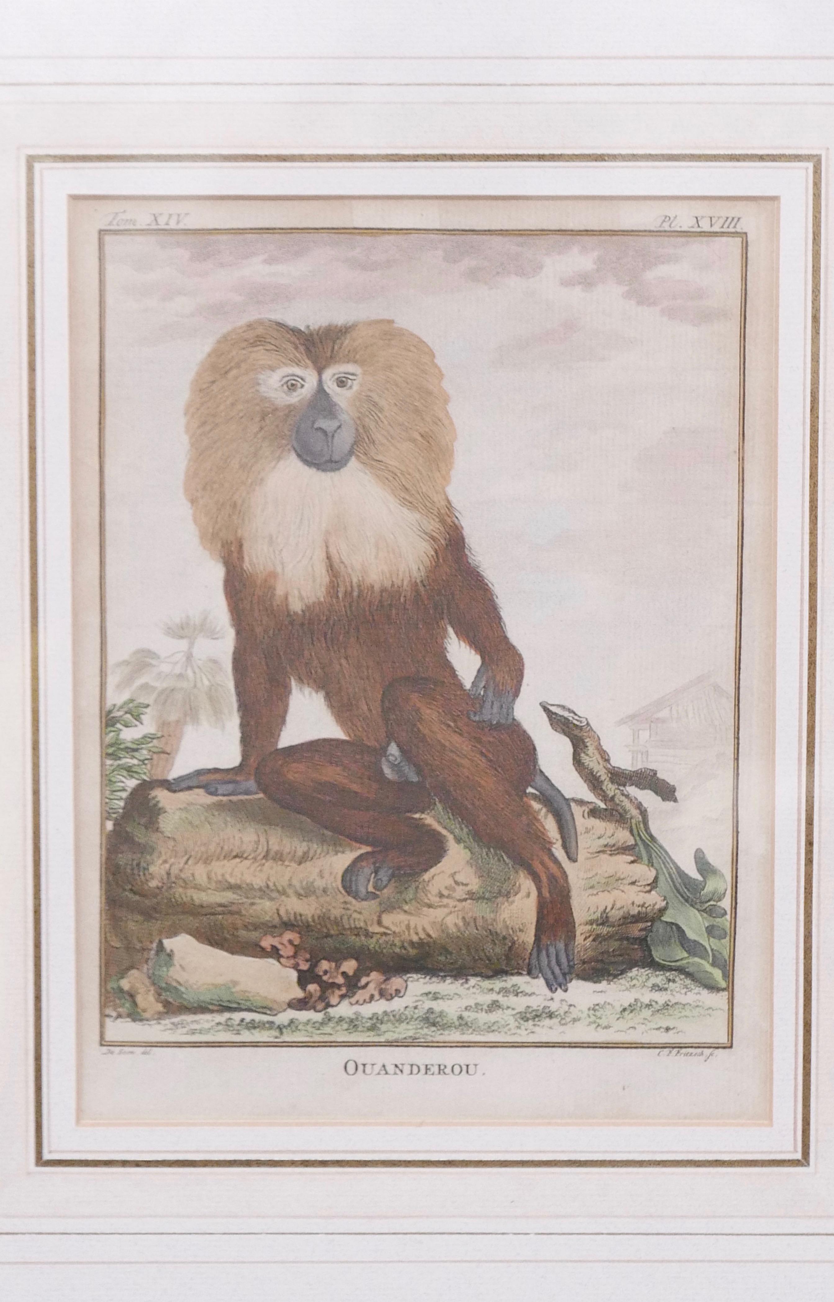 Paper Three Framed Antique Hand Colored Monkey Engravings - Early 19th Century