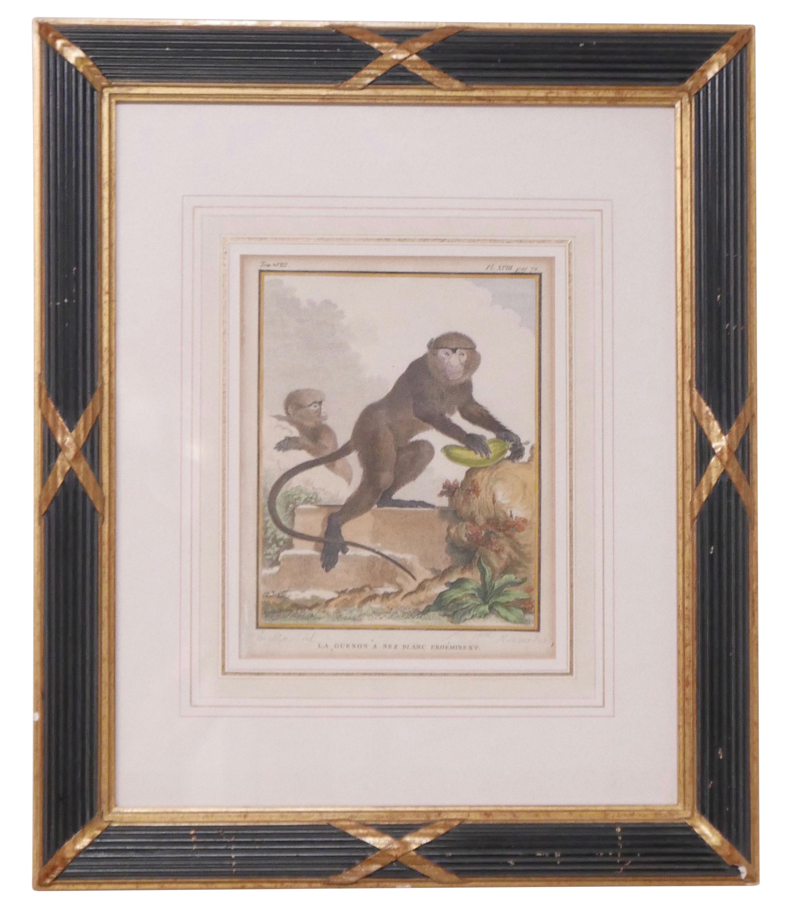 Three Framed Antique Hand Colored Monkey Engravings - Early 19th Century 1