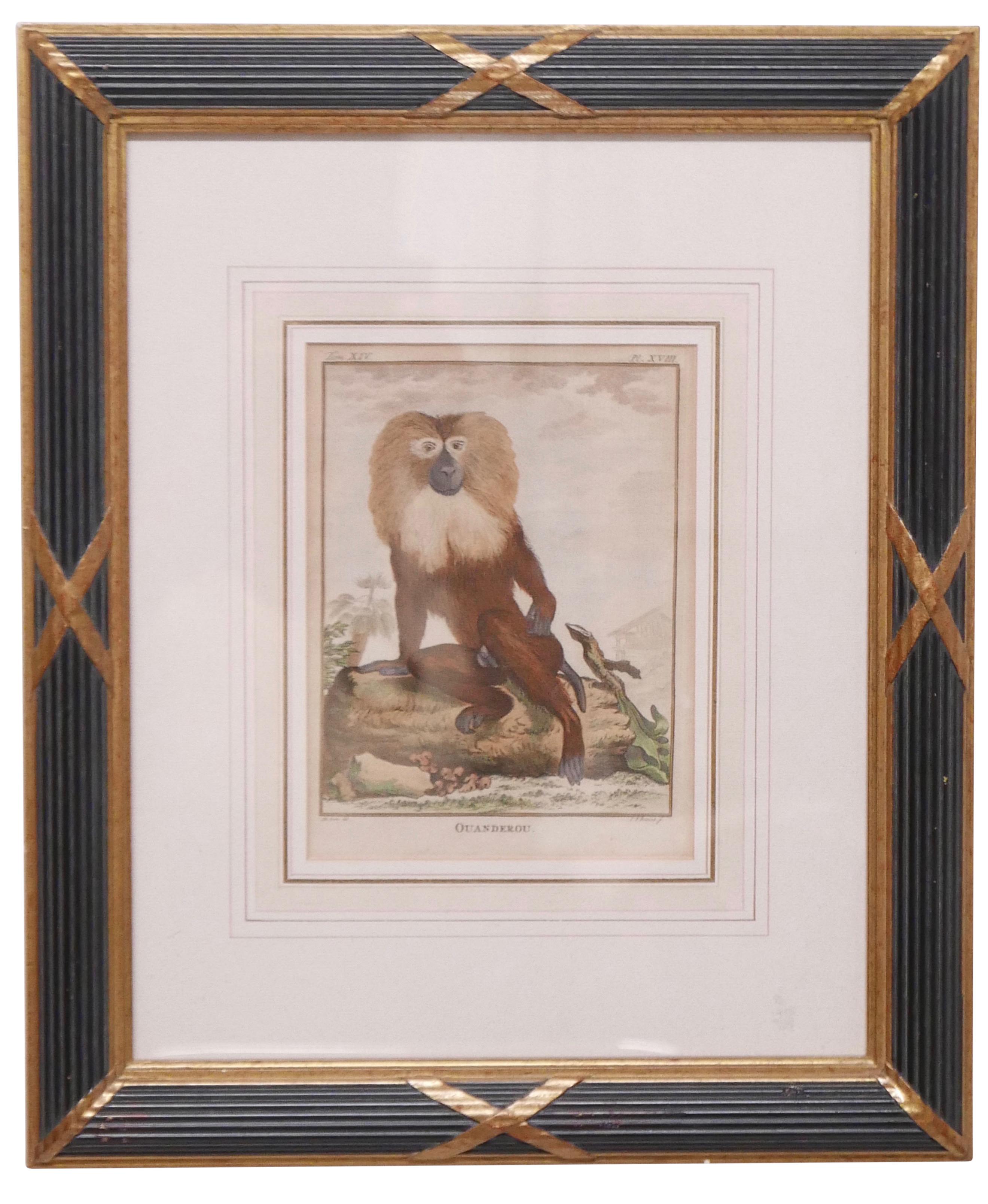 Three Framed Antique Hand Colored Monkey Engravings - Early 19th Century 2